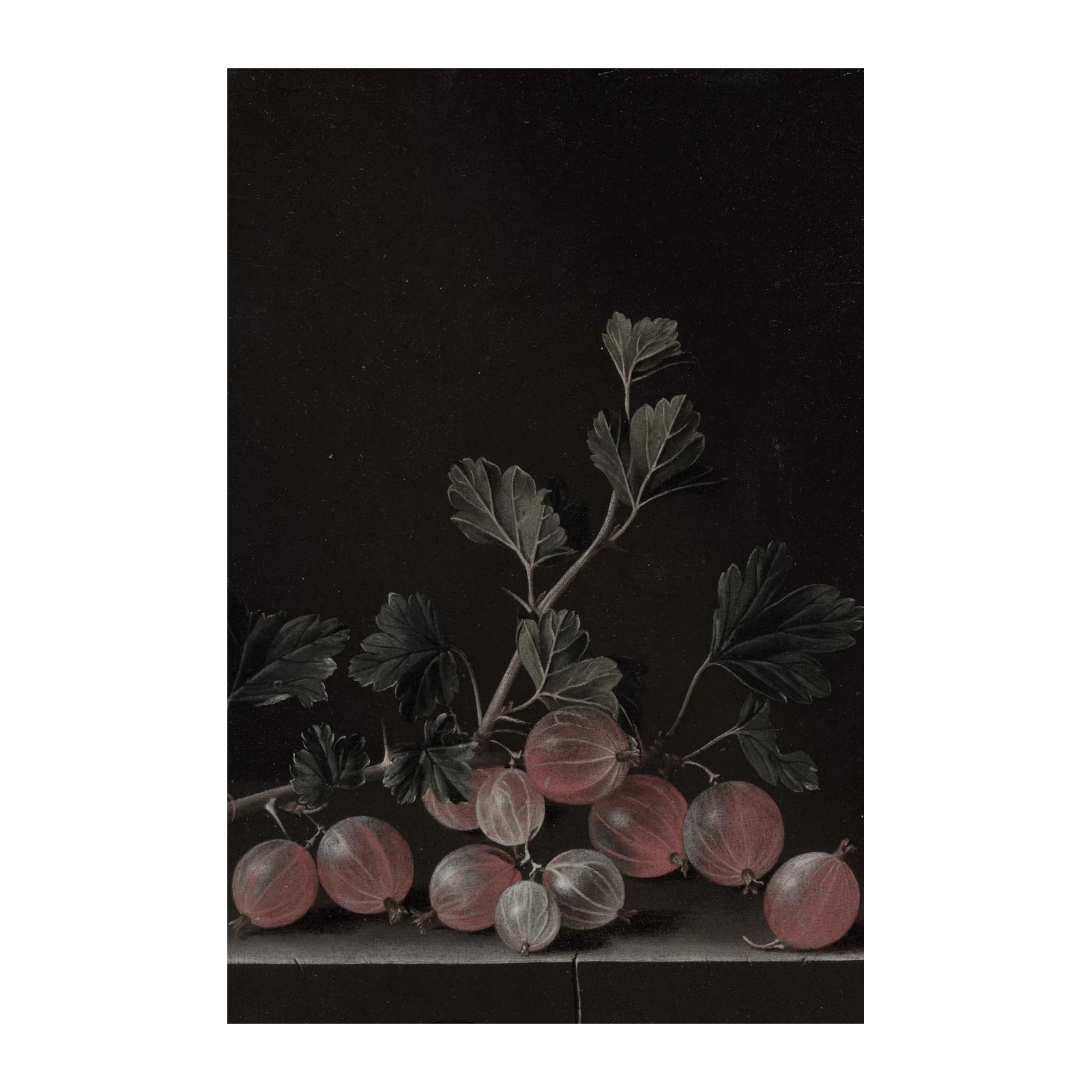 Vintage Gooseberry Botanical Art Wall Art