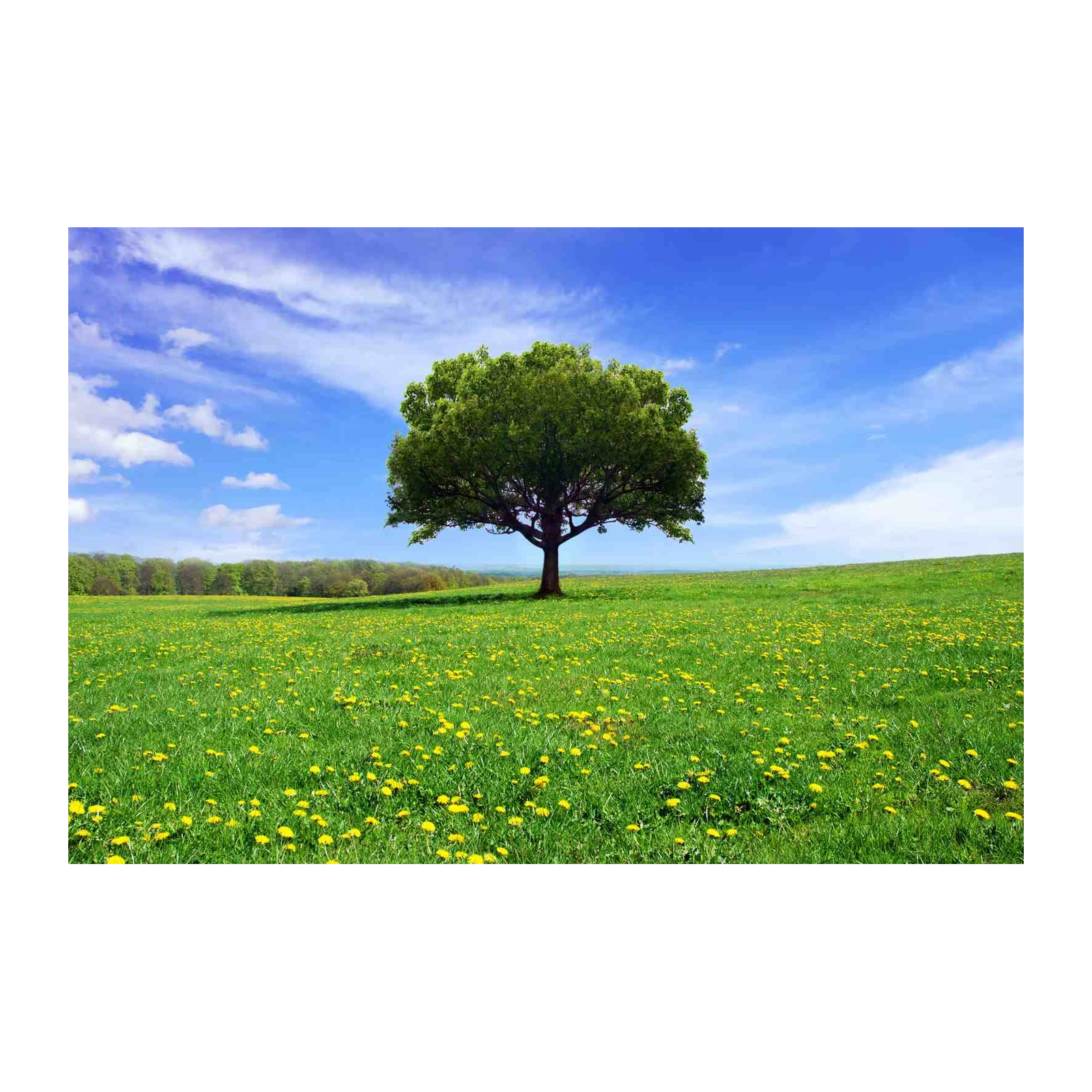 Serene Tree & Dandelion Field Wall Art