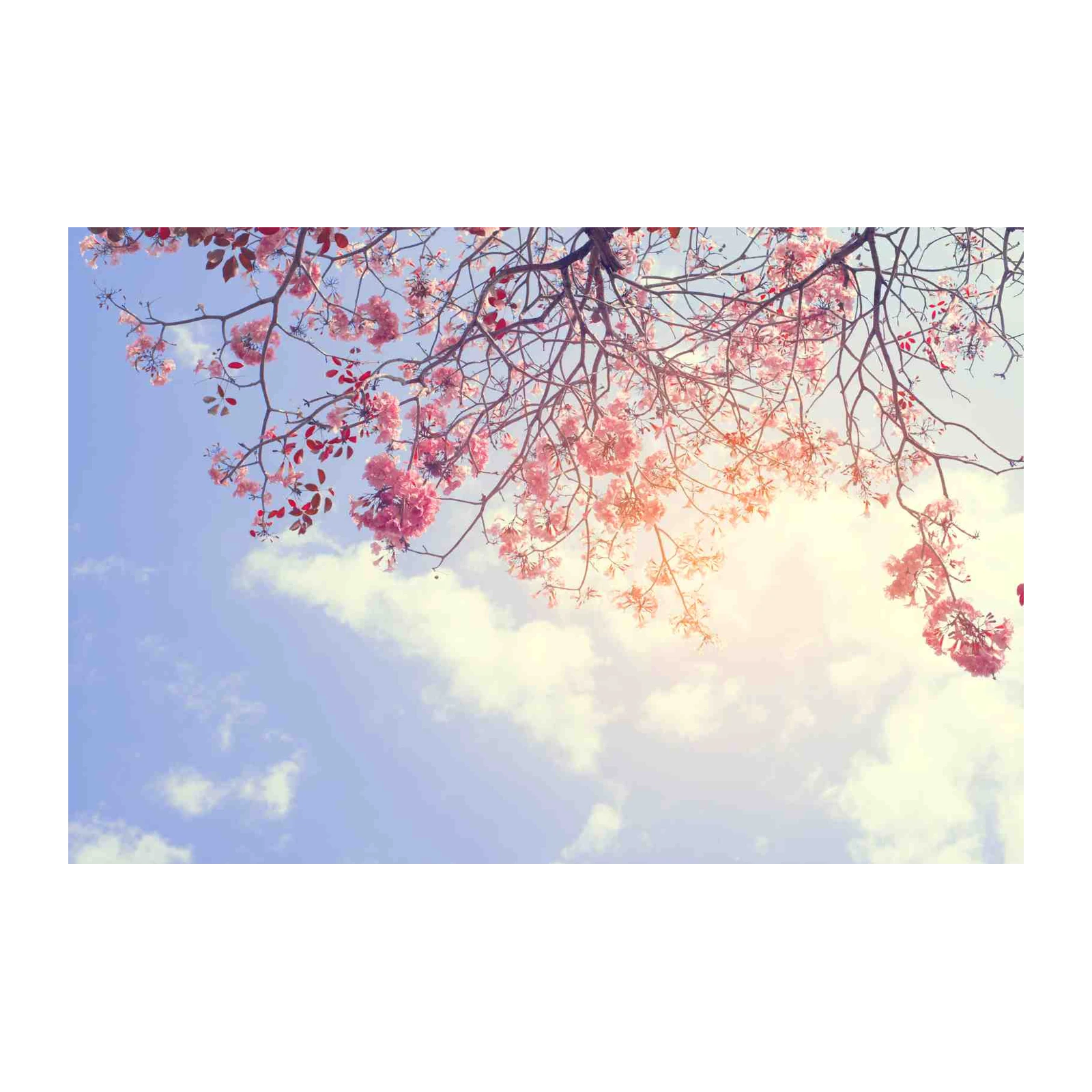 Blossoming Pink Flowers Against Sky Wall Art