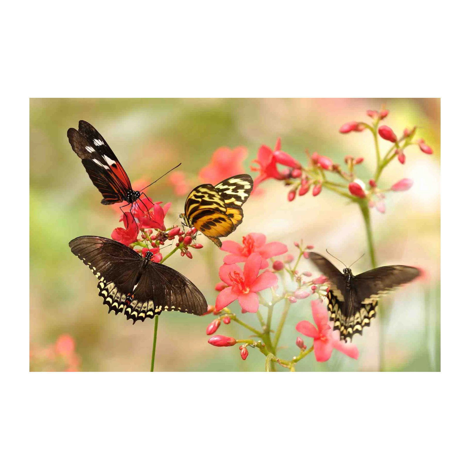Vibrant Butterfly Garden Wall Art