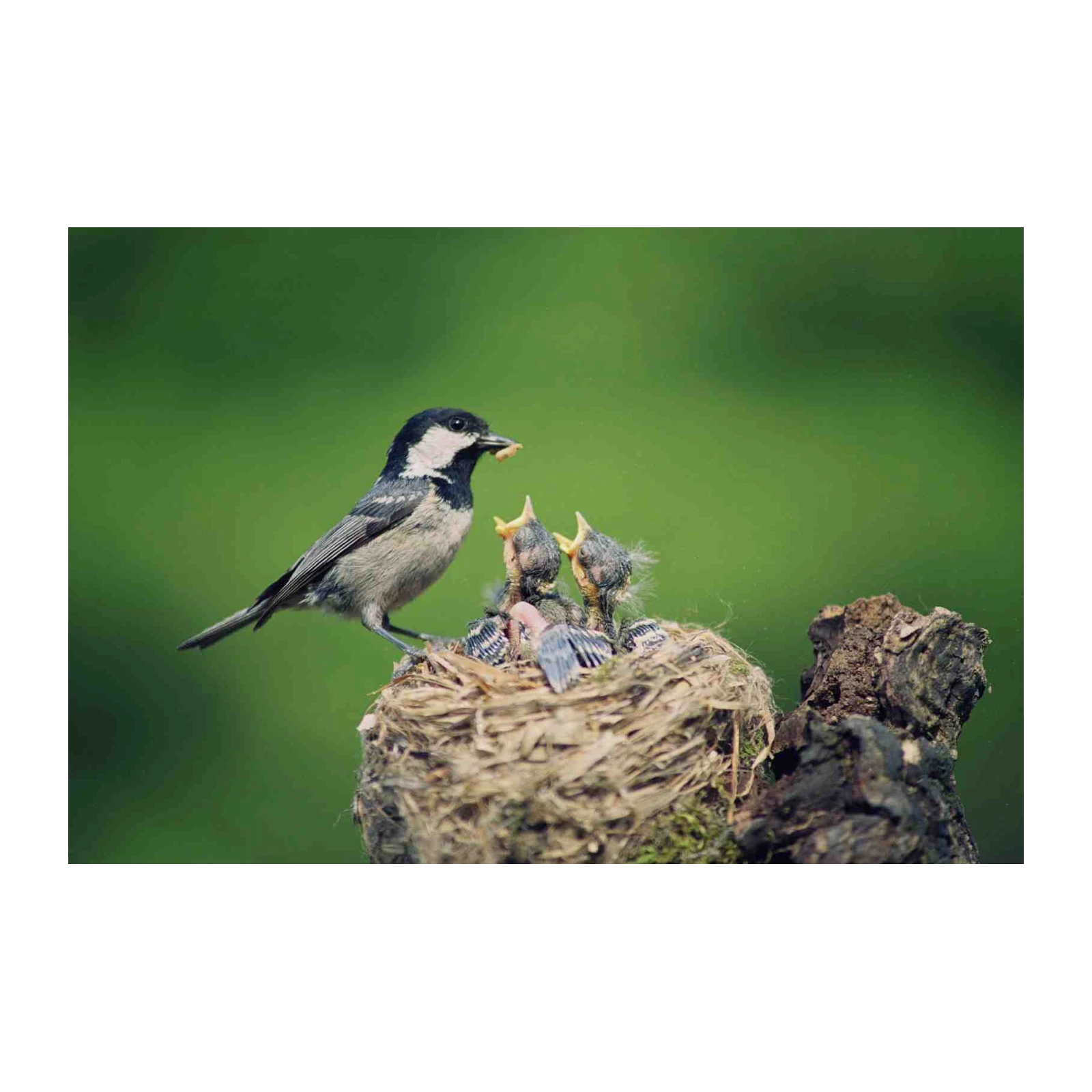 Nurturing Coal Tit Nestling Feeding Wall Art