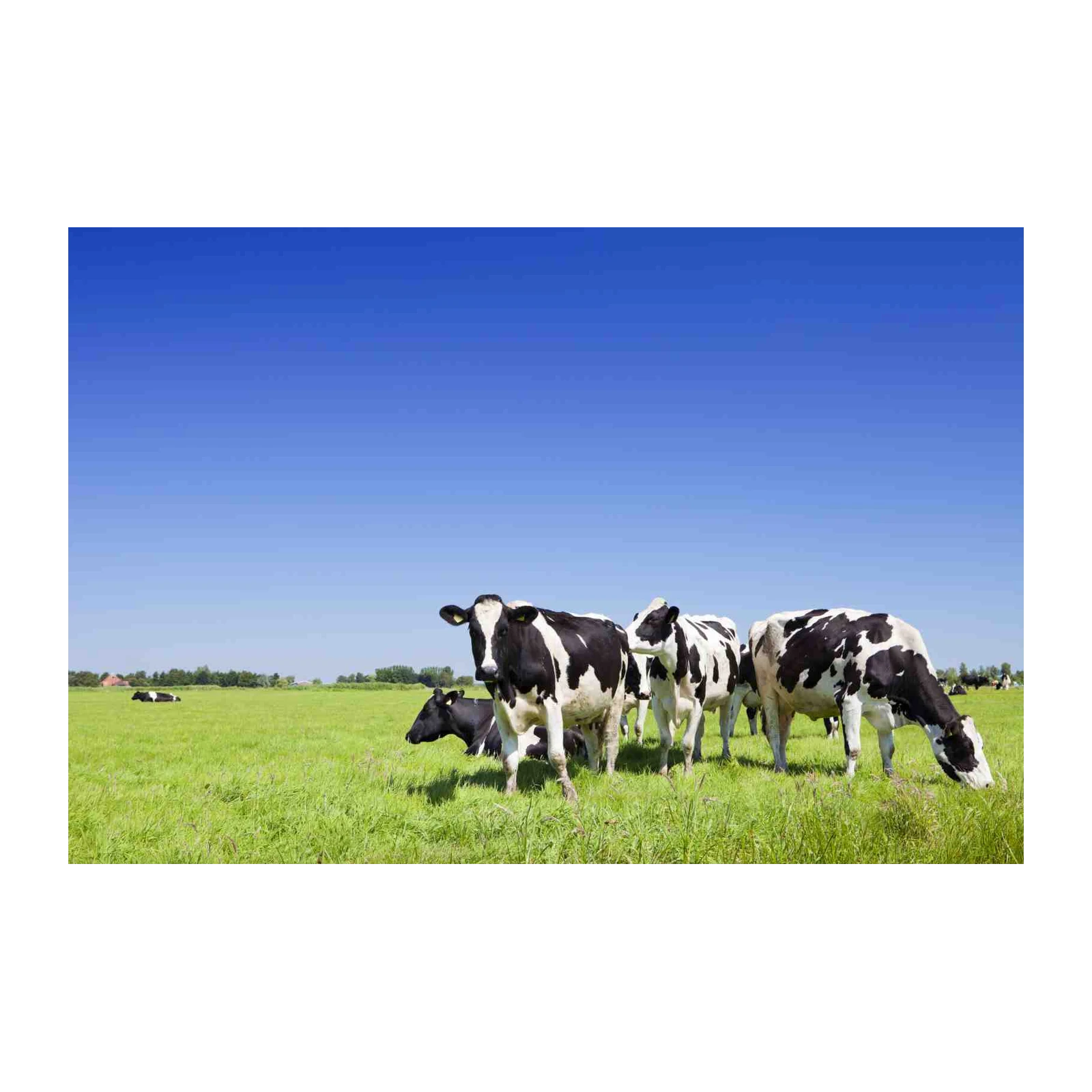 Herd of Cows in Green Field Wall Art