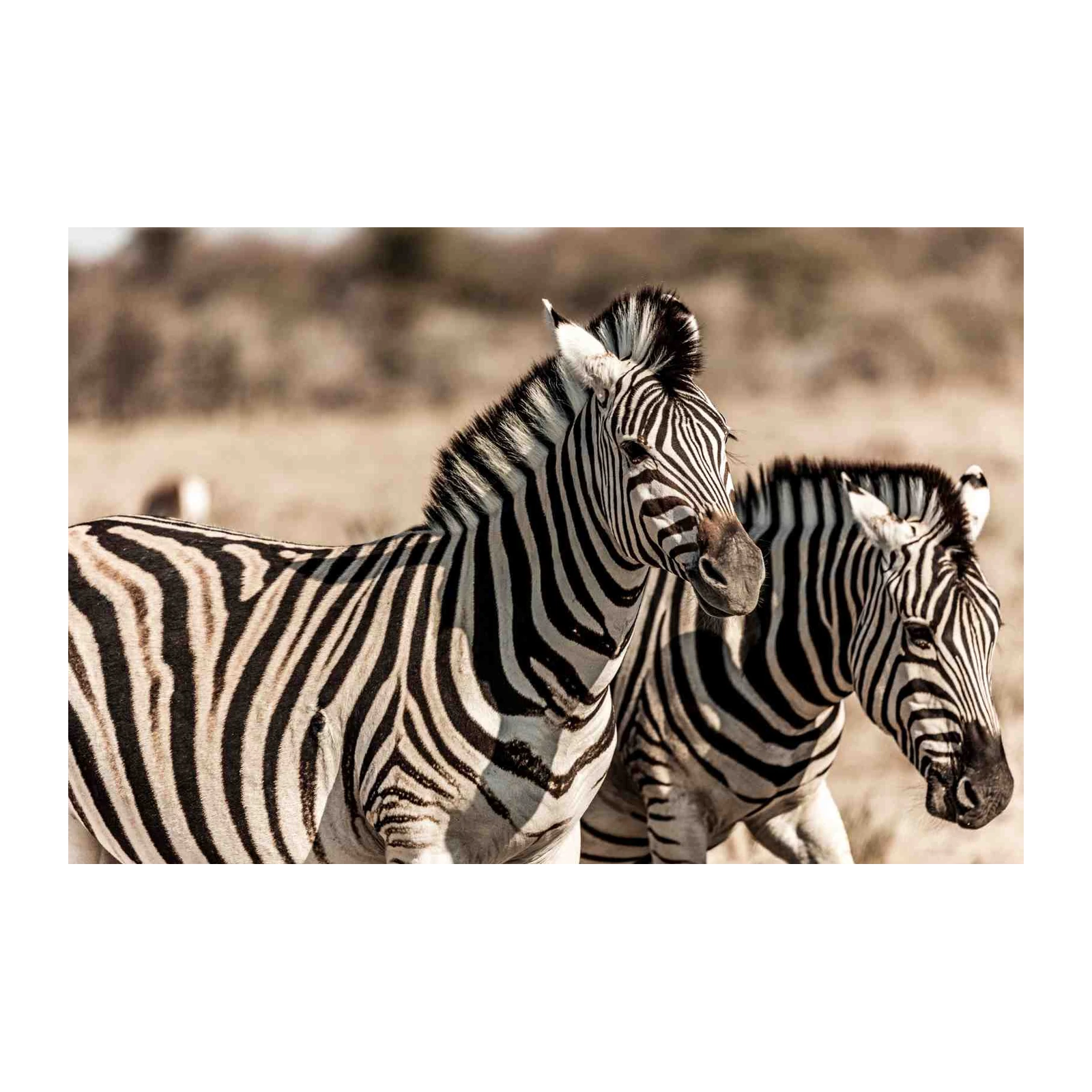 Majestic Zebra Duo African Wildlife Wall Art