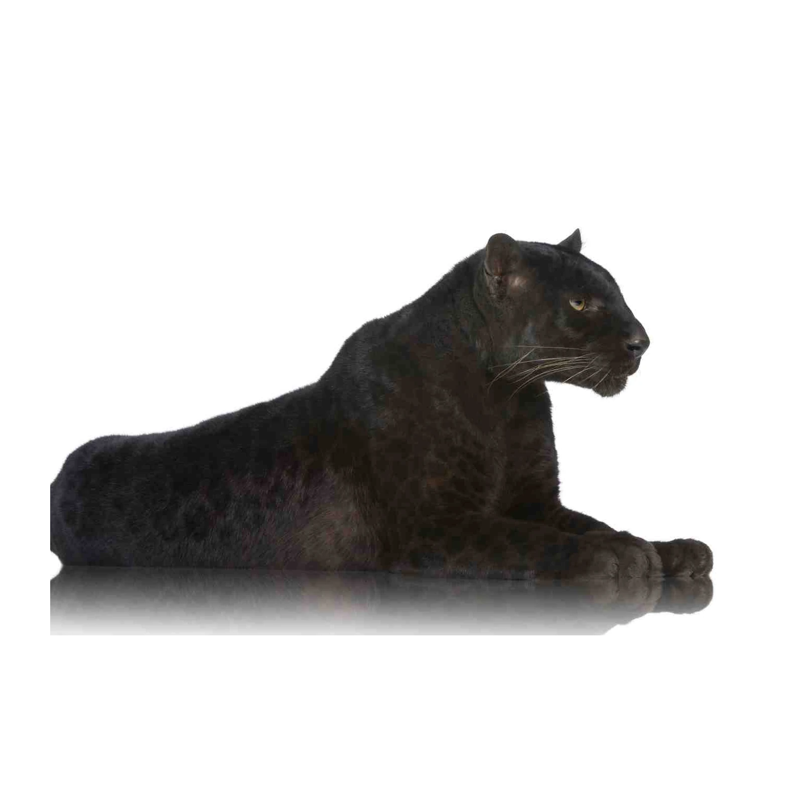 Majestic Black Panther Portrait Wall Art