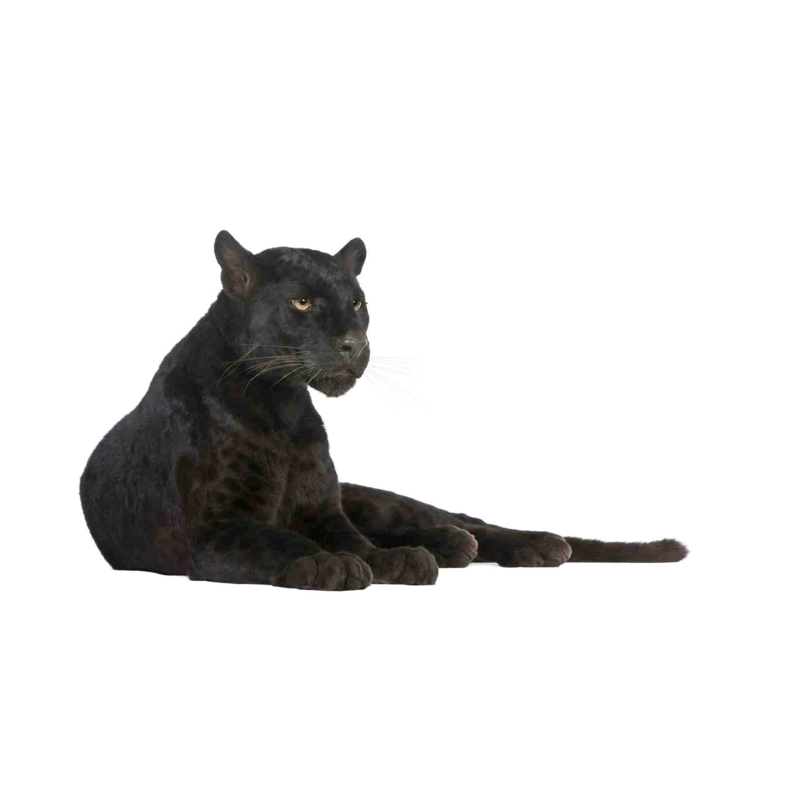 Majestic Black Panther Lounging Wall Art