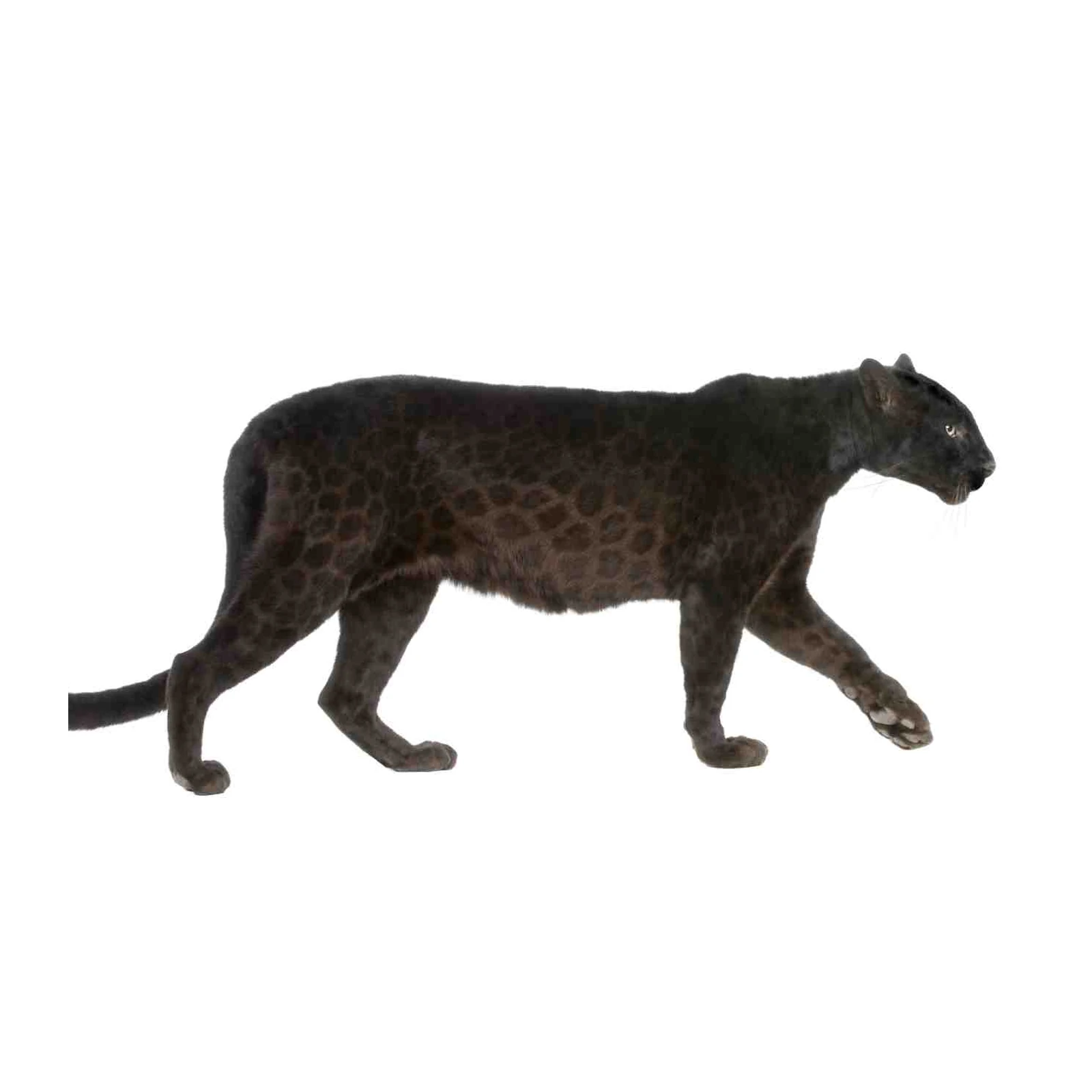 Majestic Black Panther Art Wall Art