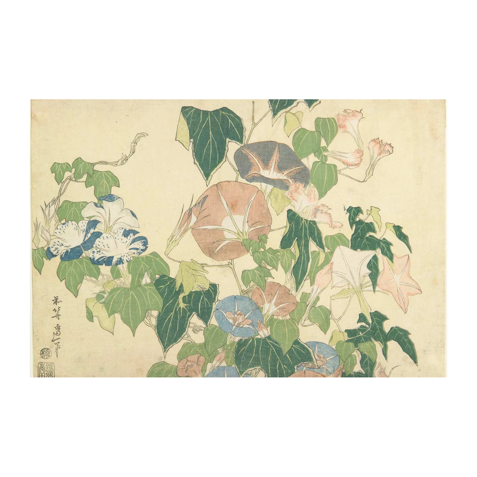 Morning Glory Botanical Art Wall Art