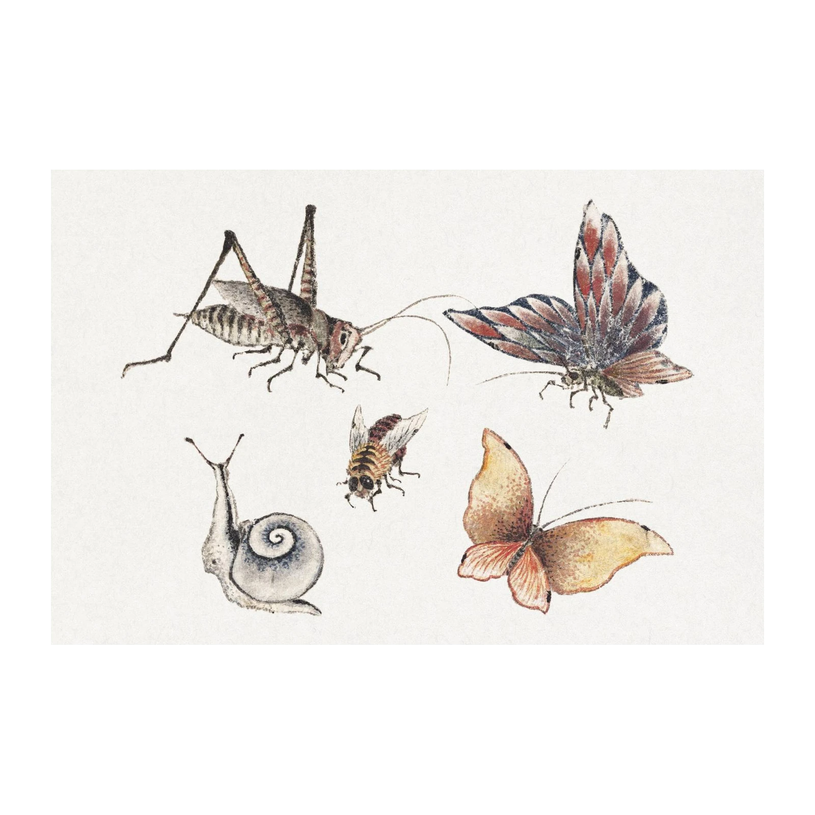 Vintage Insect & Butterfly Nature Art Wall Art