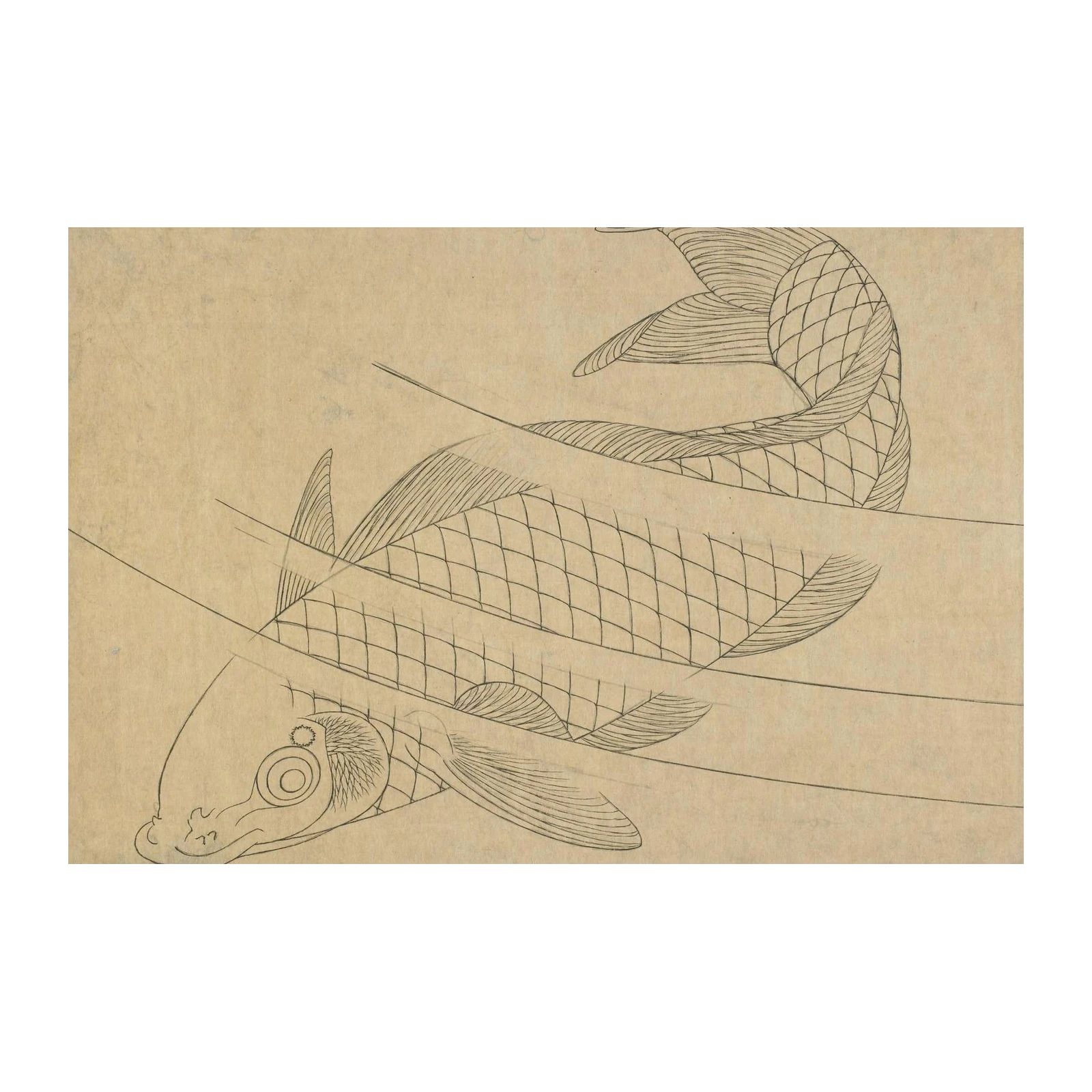 Zen Koi Fish Serene Ascent Wall Art