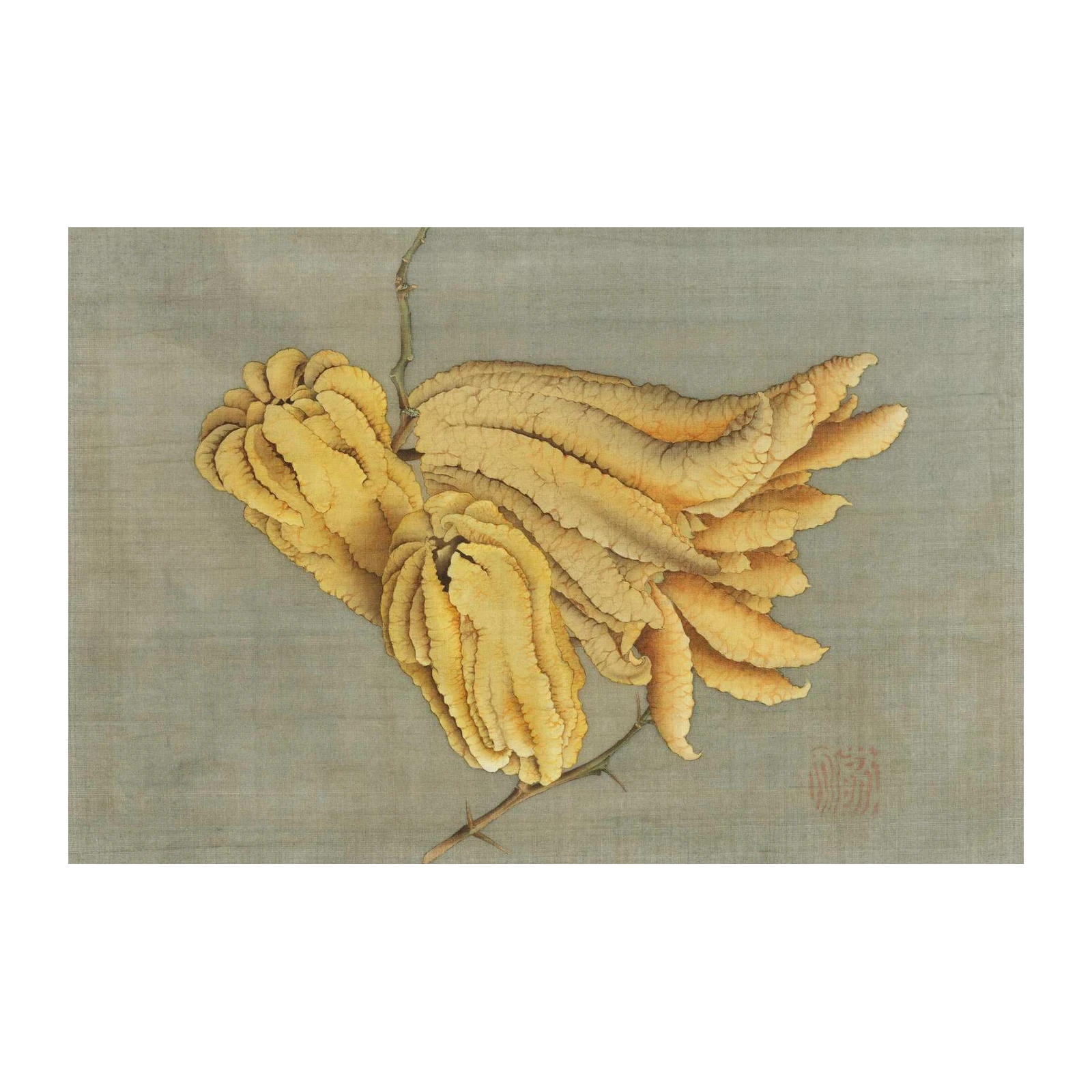 Exotic Finger Citron Botanical Art Wall Art