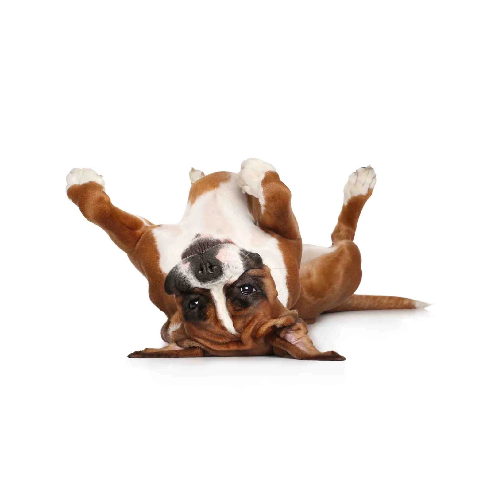 Playful Boxer Dog Belly Rub Fun Wall Art