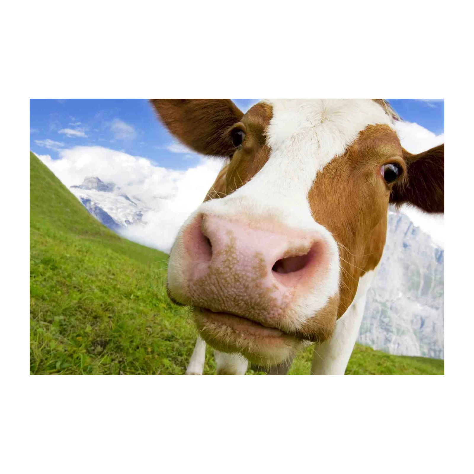 Farmhouse Friendly Cow Close-Up Wall Art