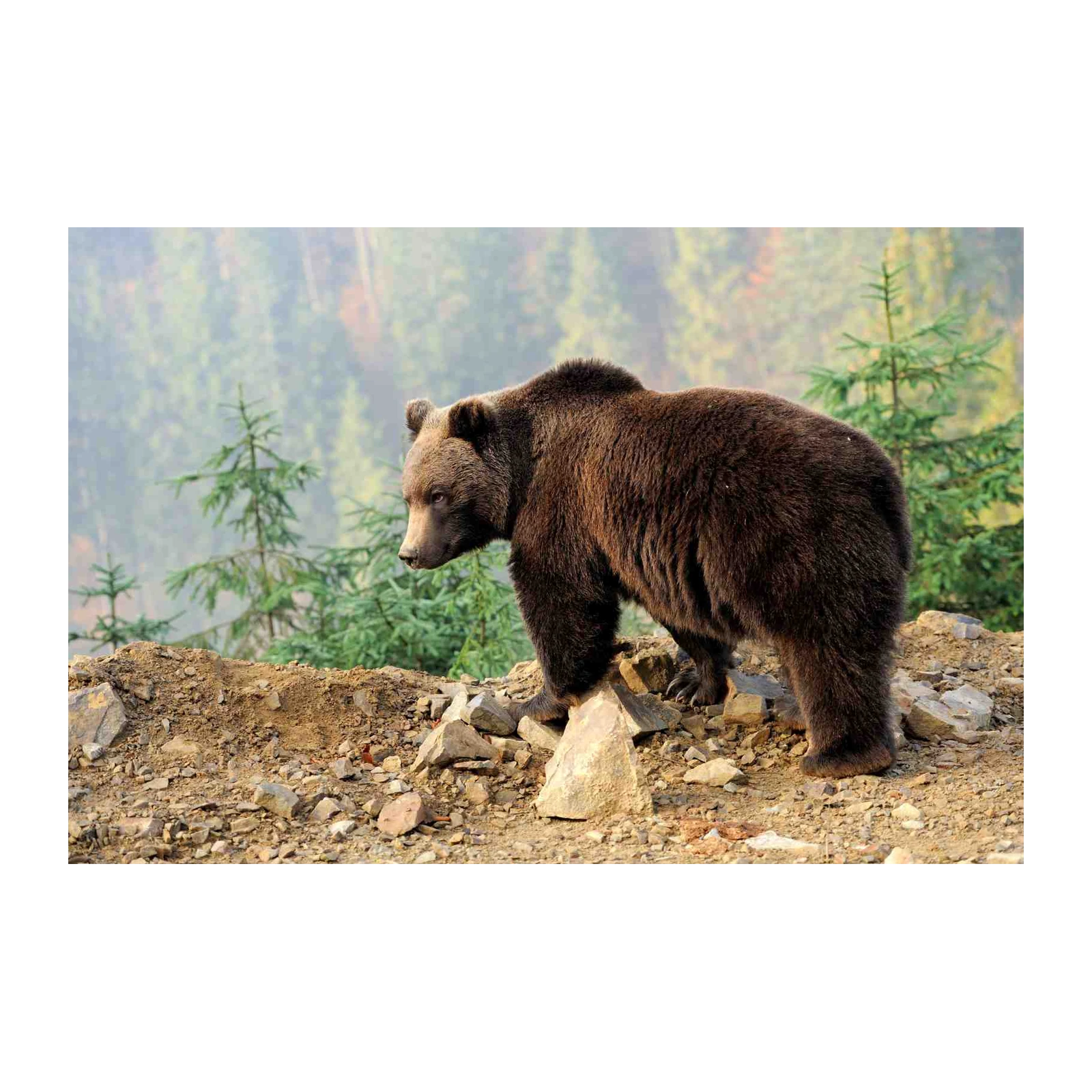 Majestic Grizzly Bear Nature Wall Art
