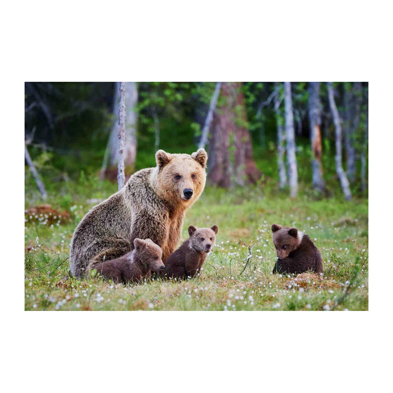 Mama Bear & Cubs Forest Scene Wall Art