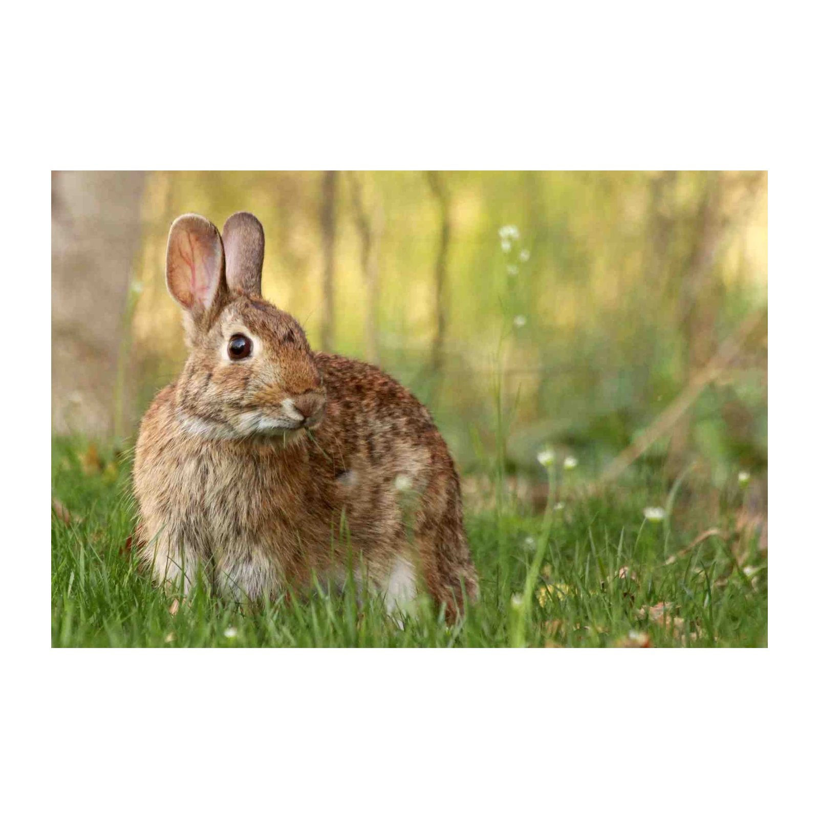 Adorable Rabbit in Meadow Wall Art