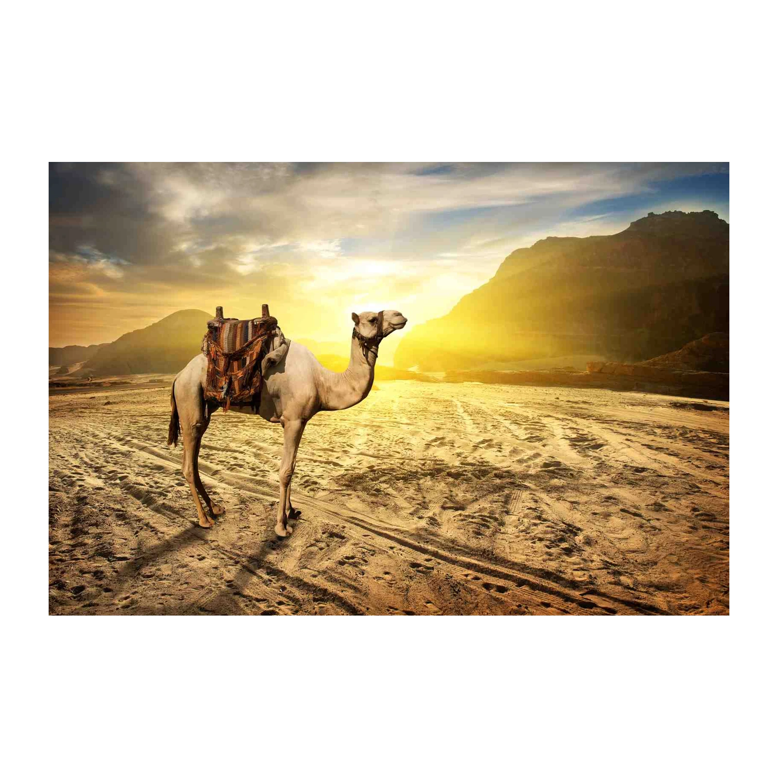 Golden Desert Camel Adventure Wall Art