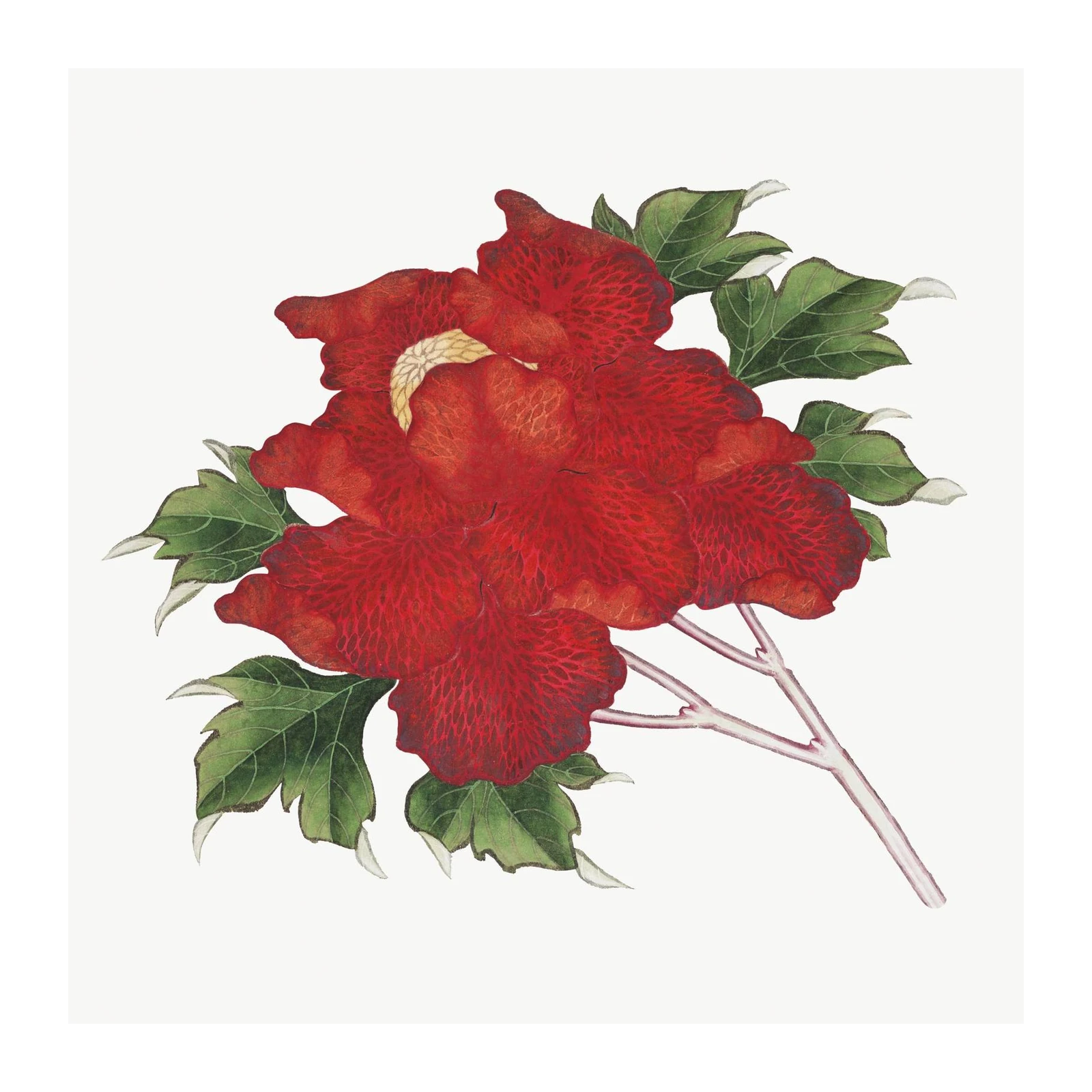 Vibrant Red Peony Floral Wall Art