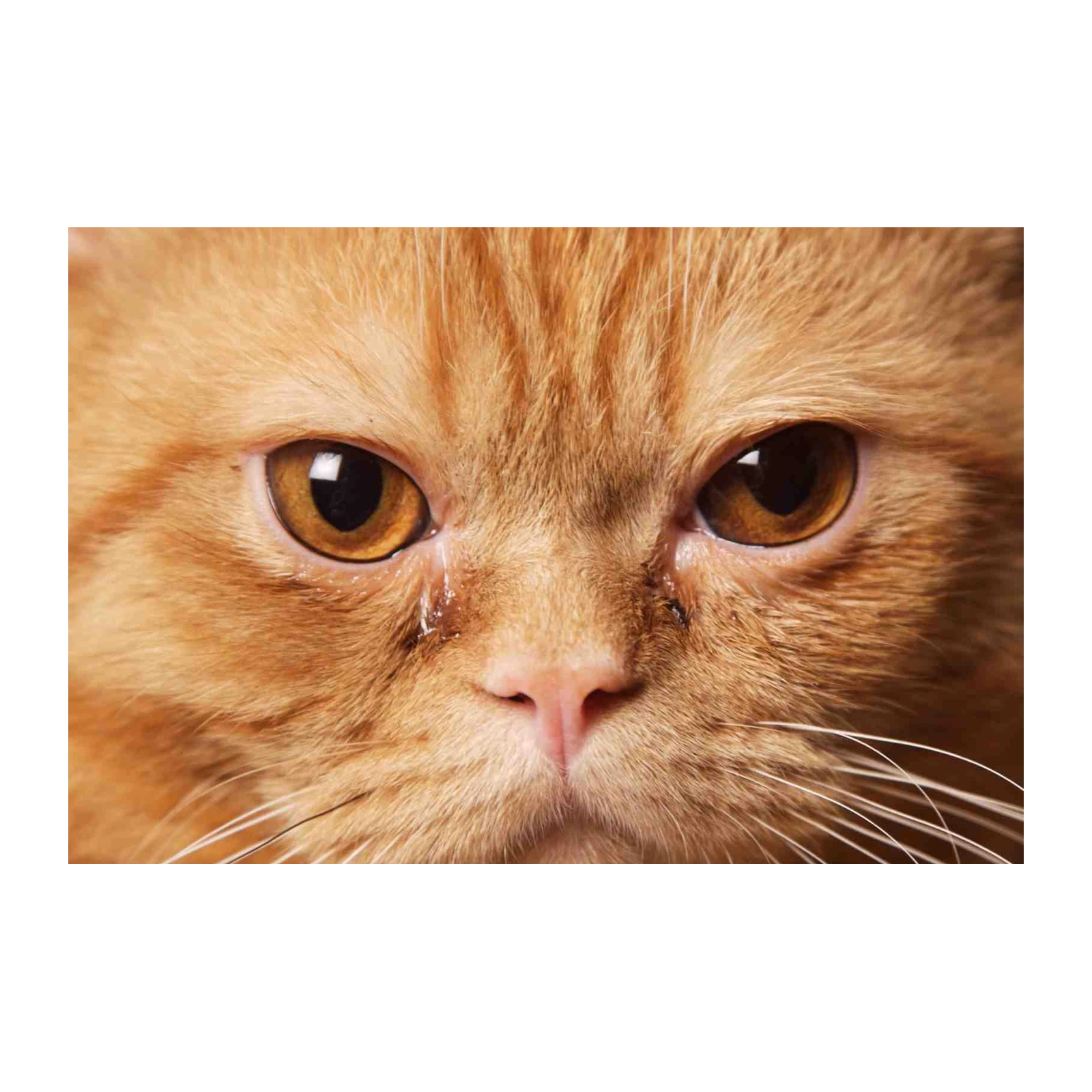 Heartwarming Ginger Cat Crying Wall Art