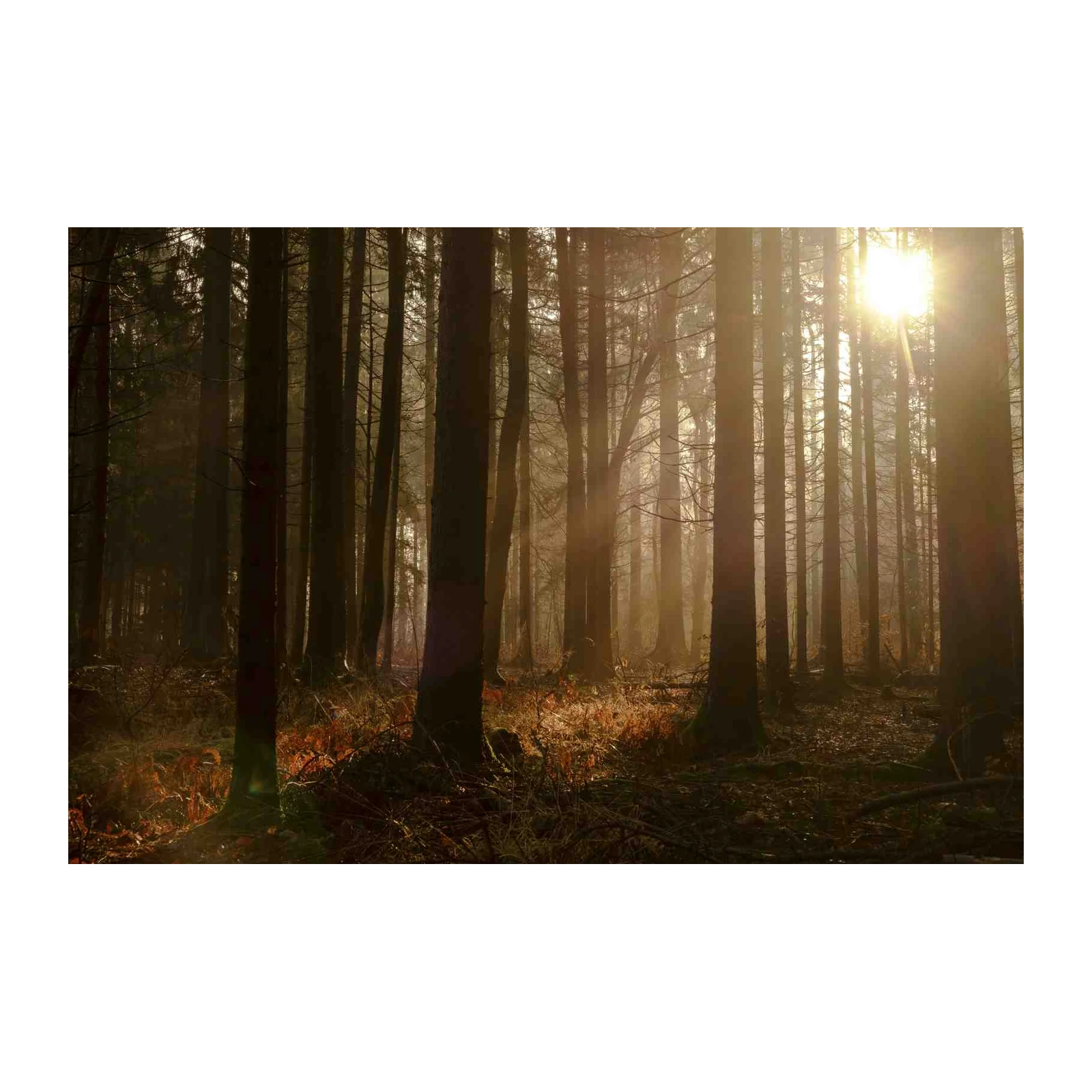 Enchanted Forest Sunlight Wall Art