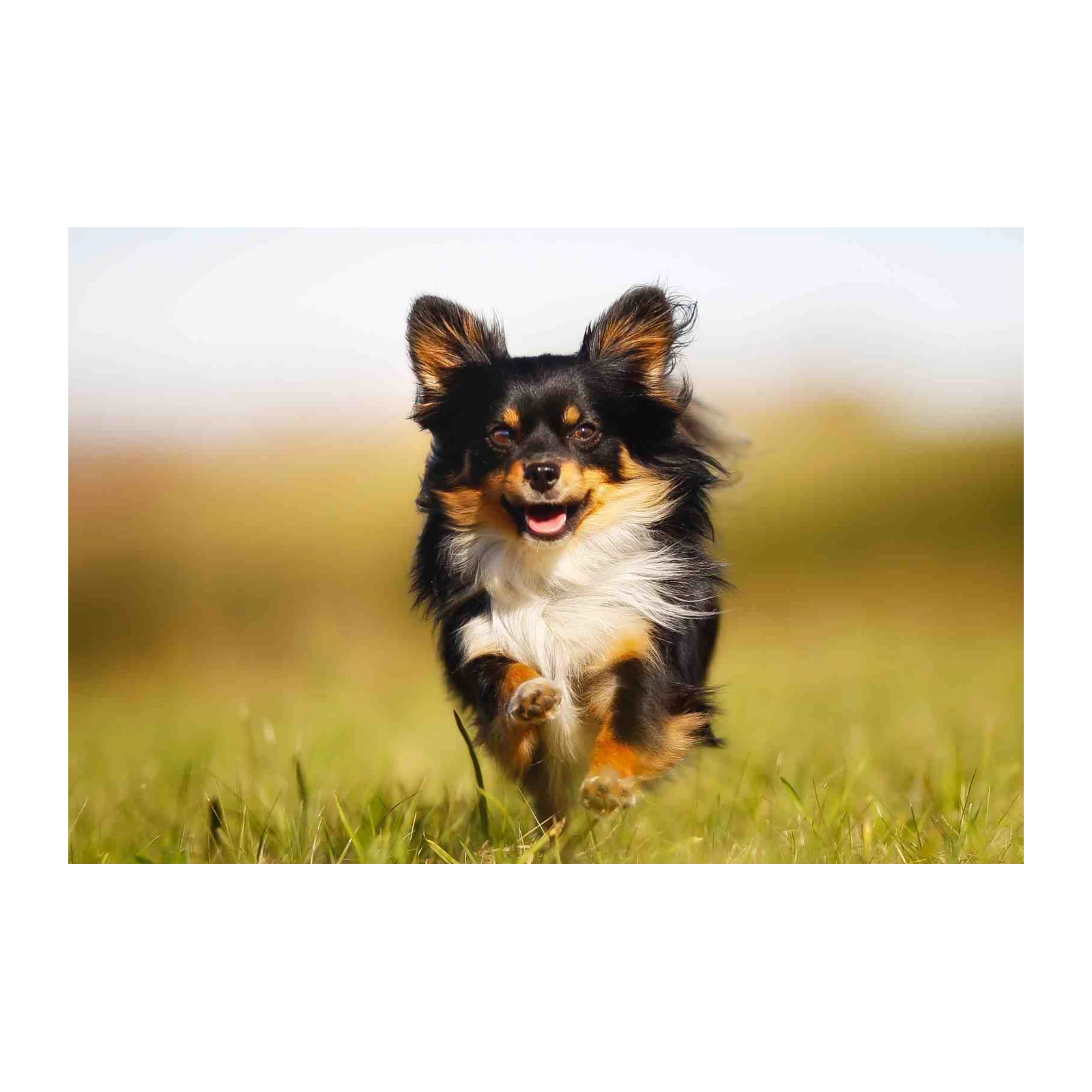 Joyful Chihuahua Running Outdoor Wall Art
