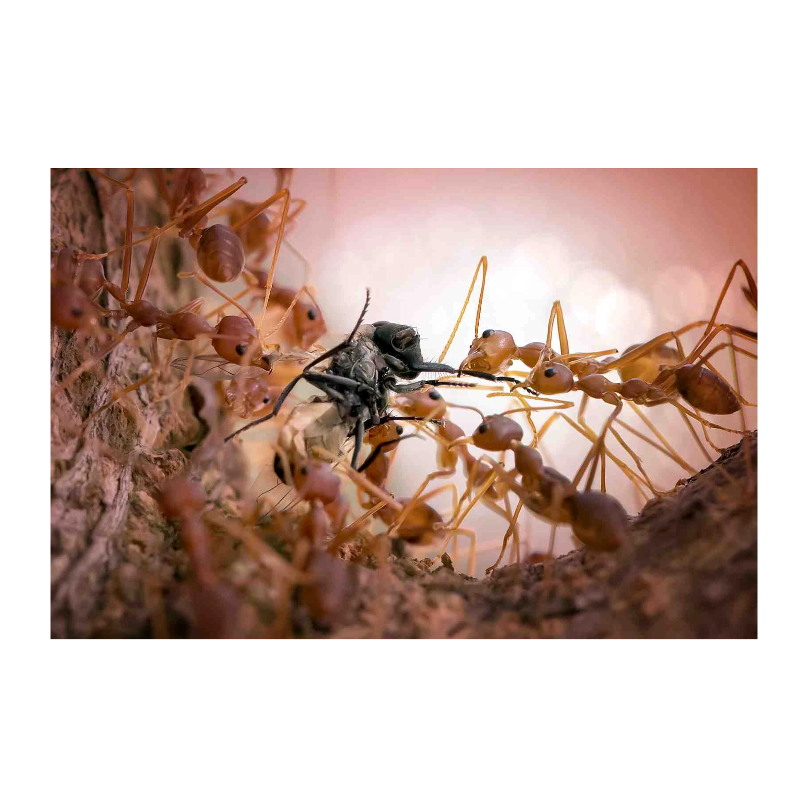 Teamwork Ants & Prey Macro Wall Art