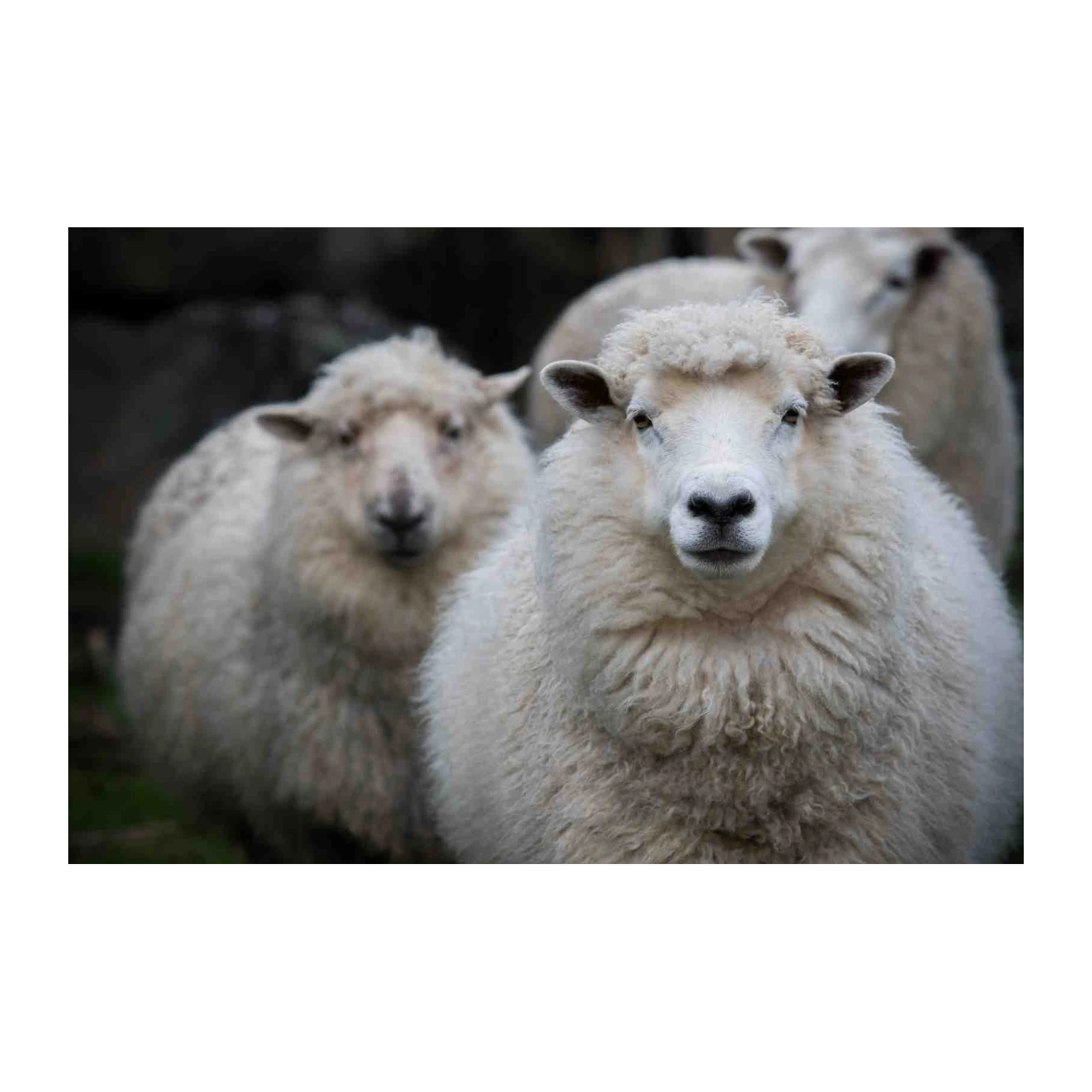 Charming Sheep Flock Wall Art