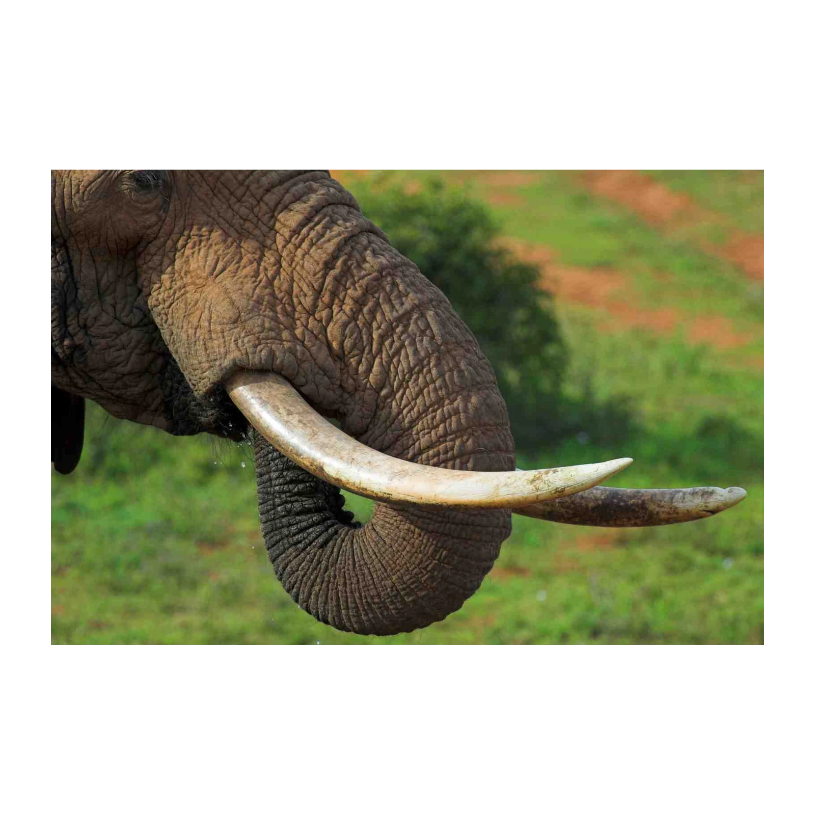 Majestic Elephant Tusk Close-up Wall Art