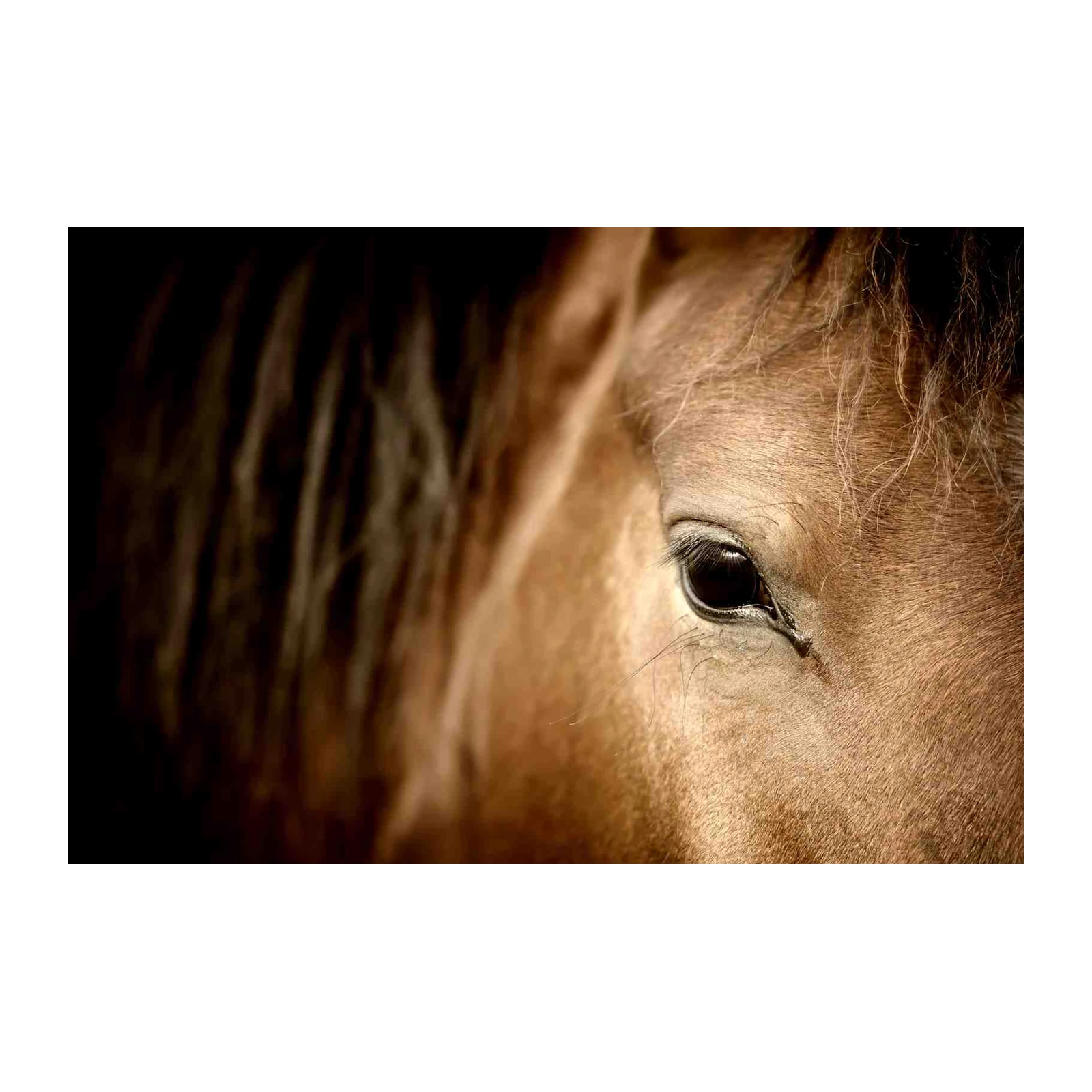 Majestic Horse Eye Close-Up Wall Art