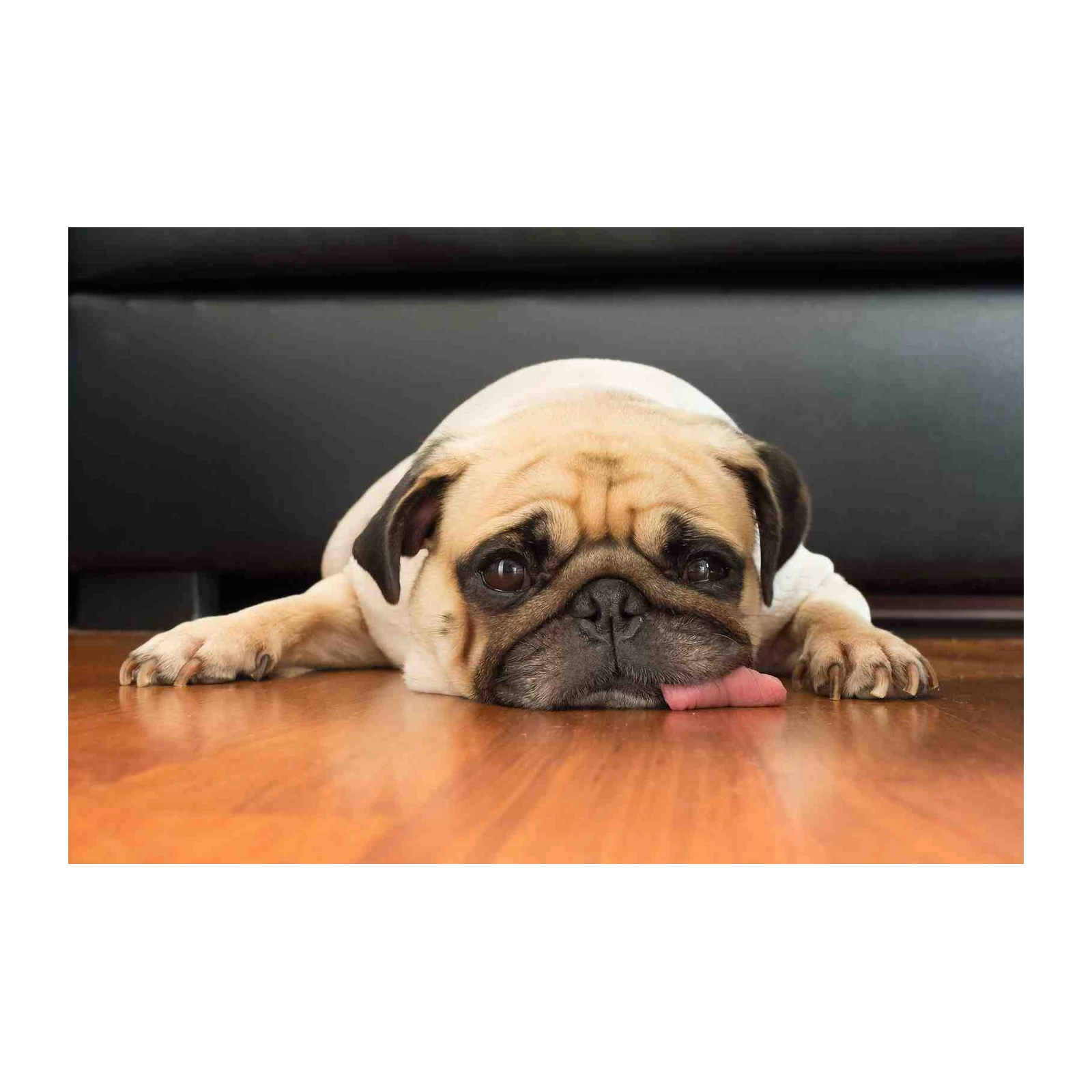 Adorable Pug Face with Tongue Out Wall Art