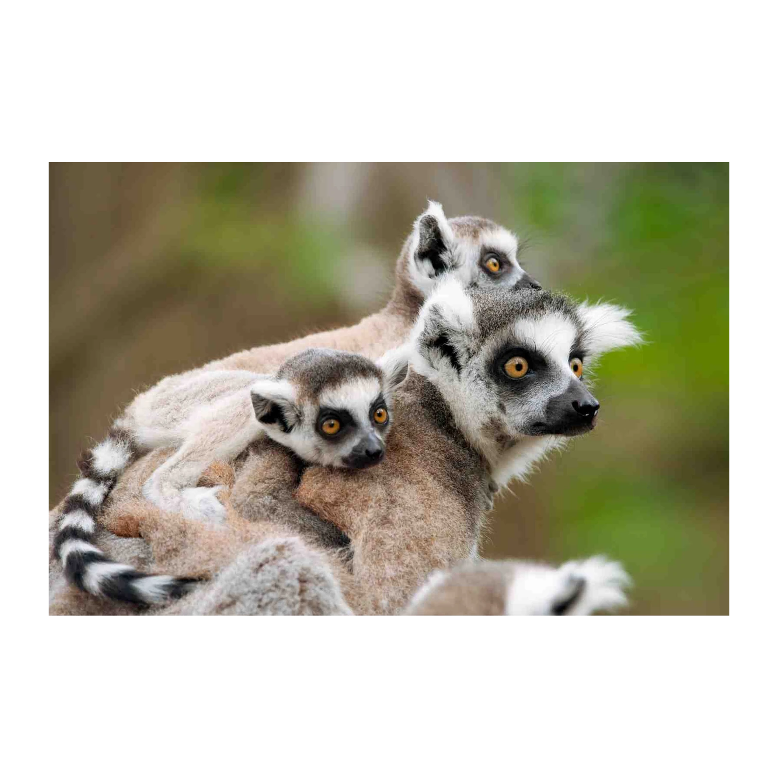 Adorable Lemur Family Portrait Wall Art