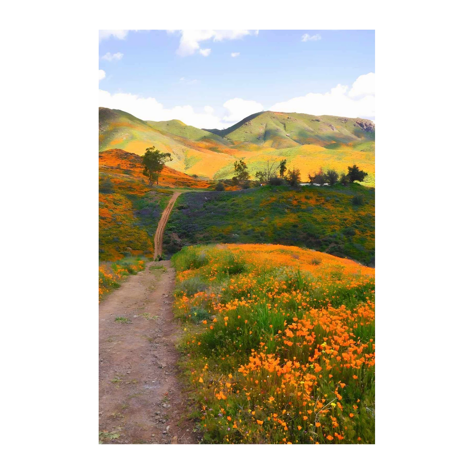 Vibrant Poppy Field Trail Wall Art