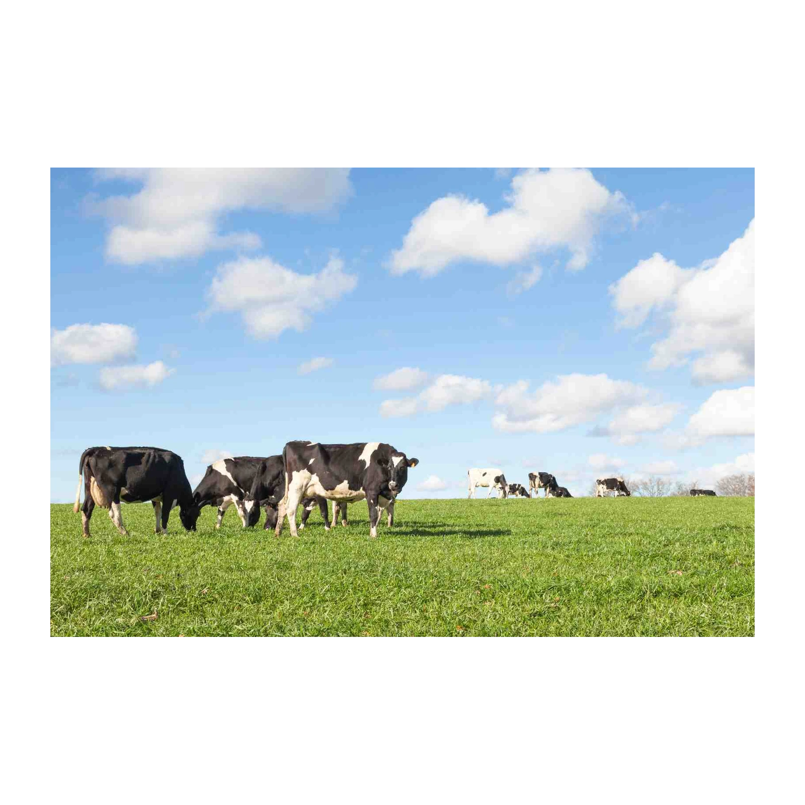 Peaceful Pasture Cows Landscape Wall Art