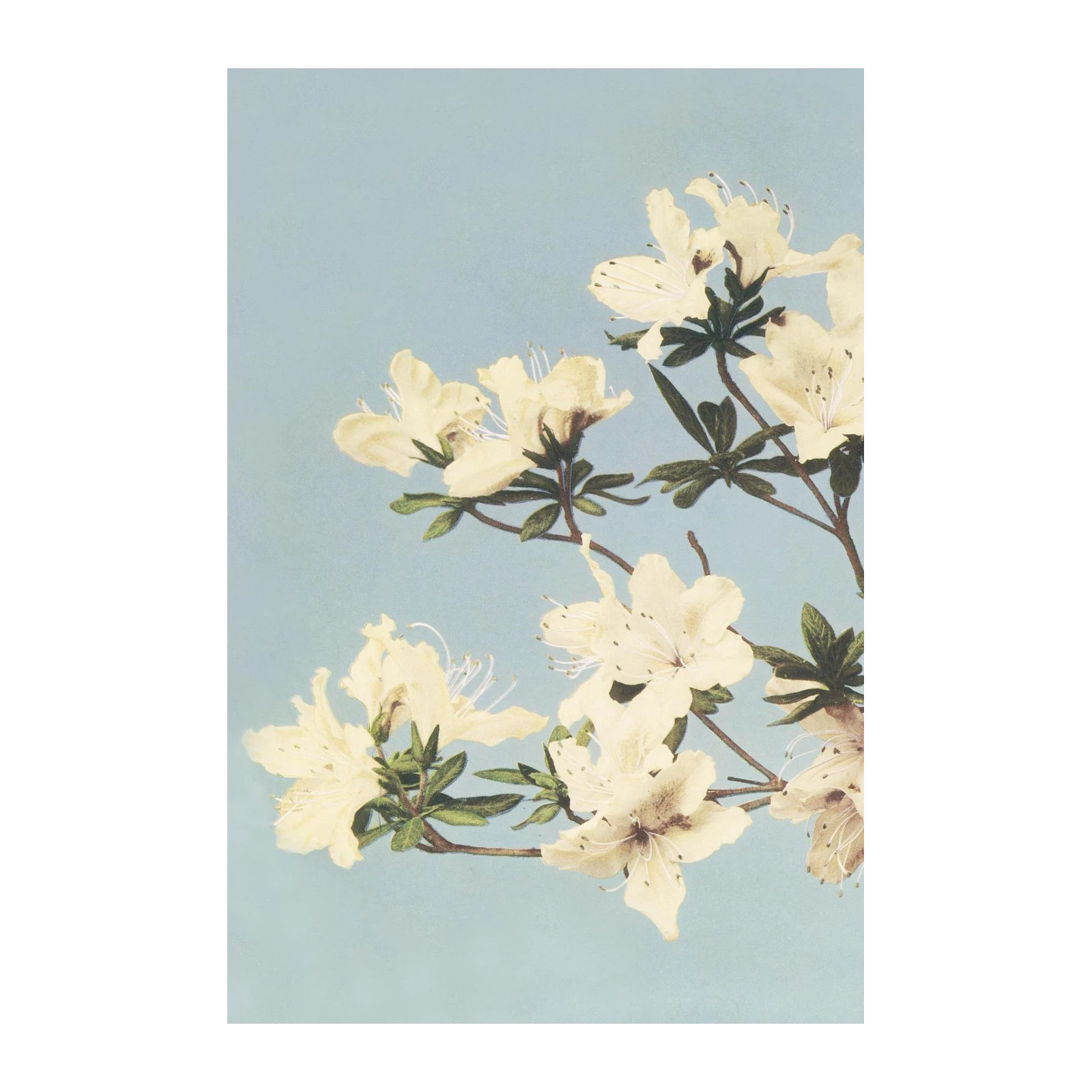 Soft Yellow Azaleas Botanical Wall Art