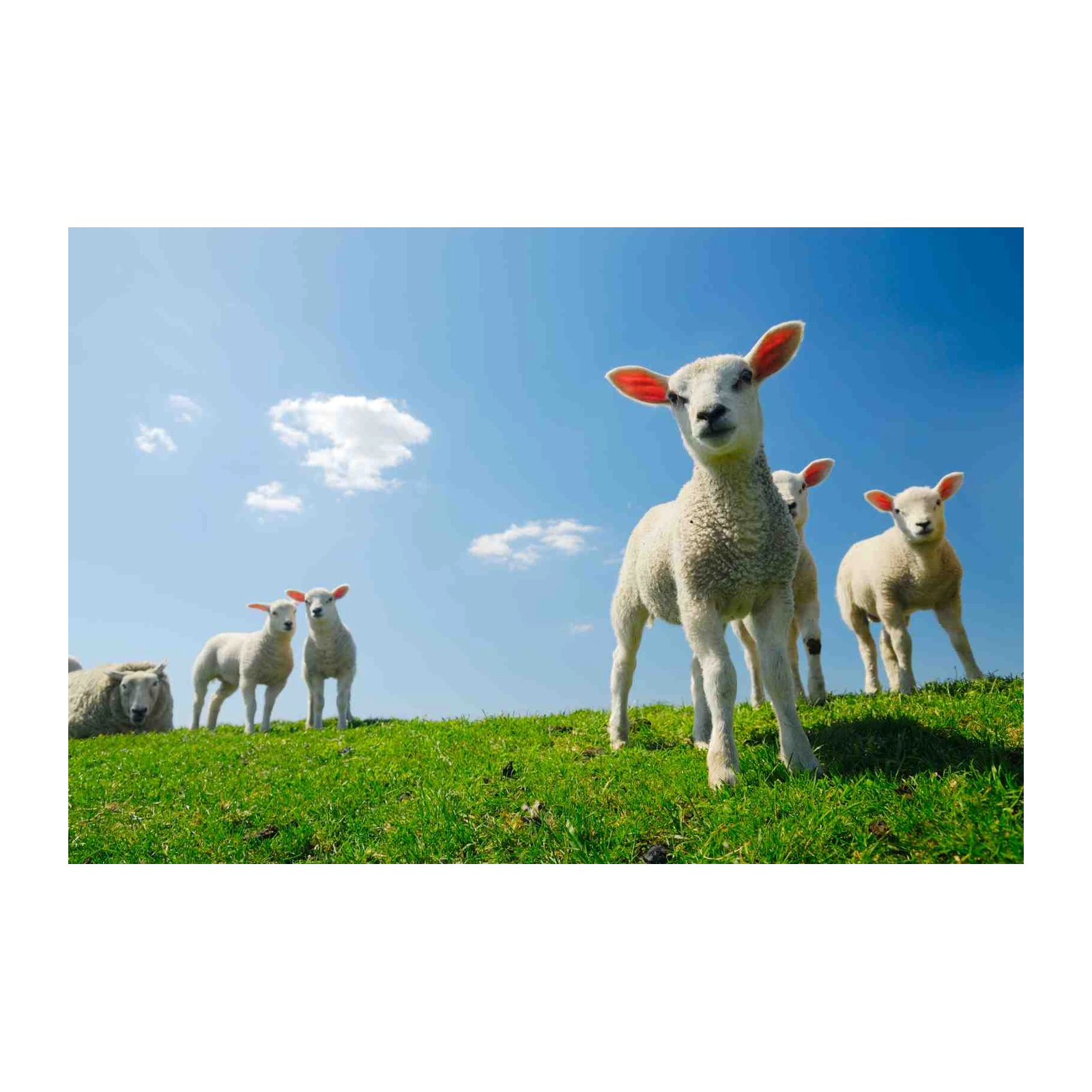 Adorable Lambs Spring Meadow Wall Art