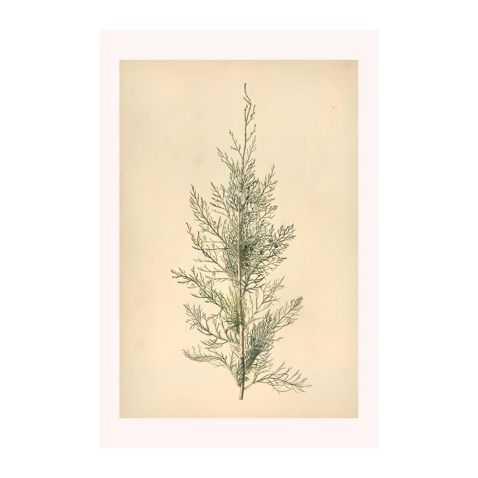 Botanical Juniper Berry Branch Wall Art