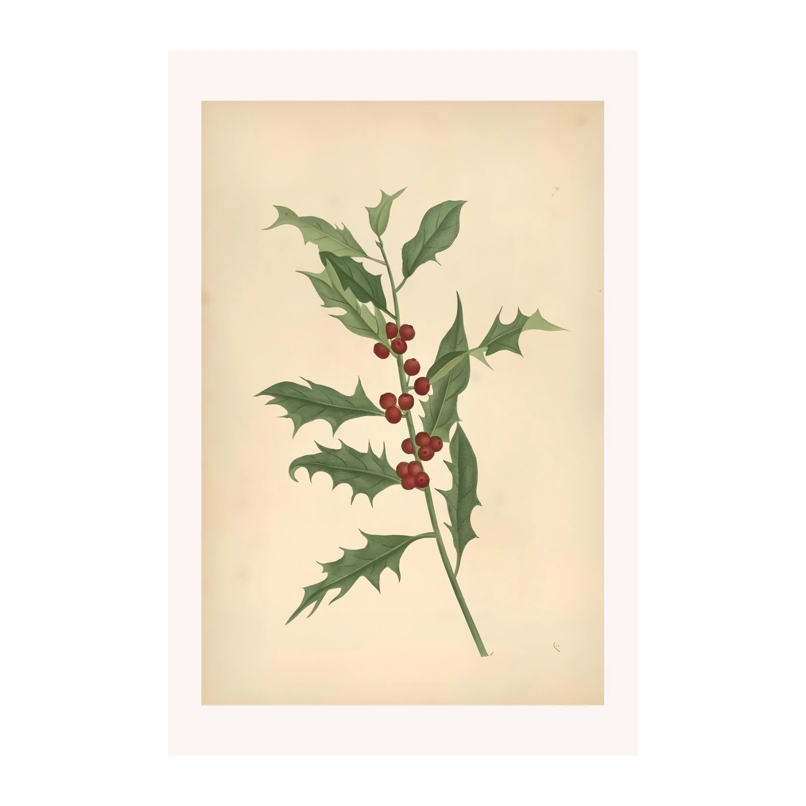 Vintage Holly Berry Botanical Wall Art