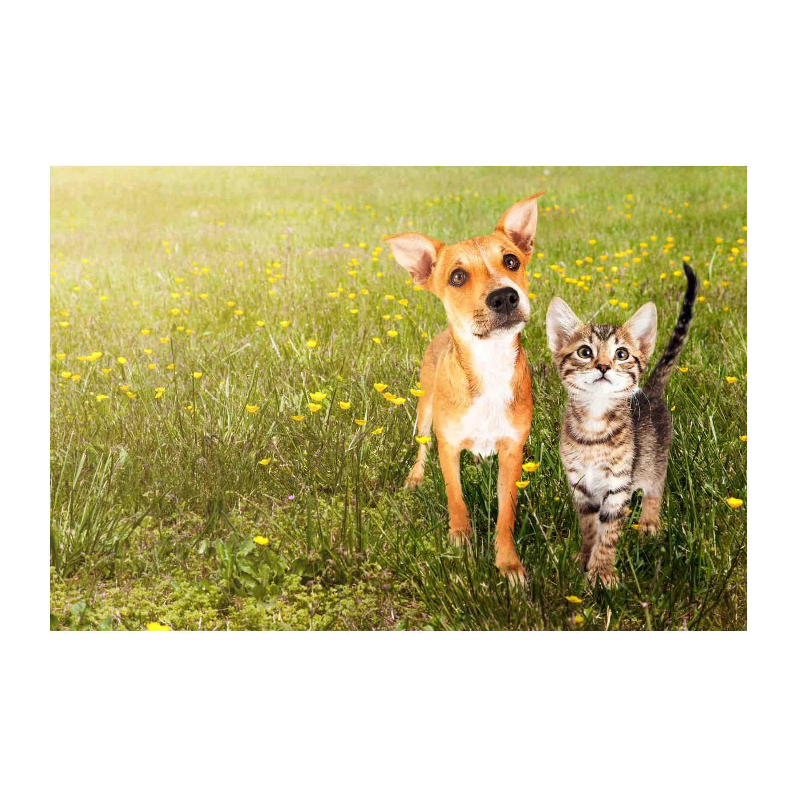 Adorable Dog & Cat in Meadow Wall Art