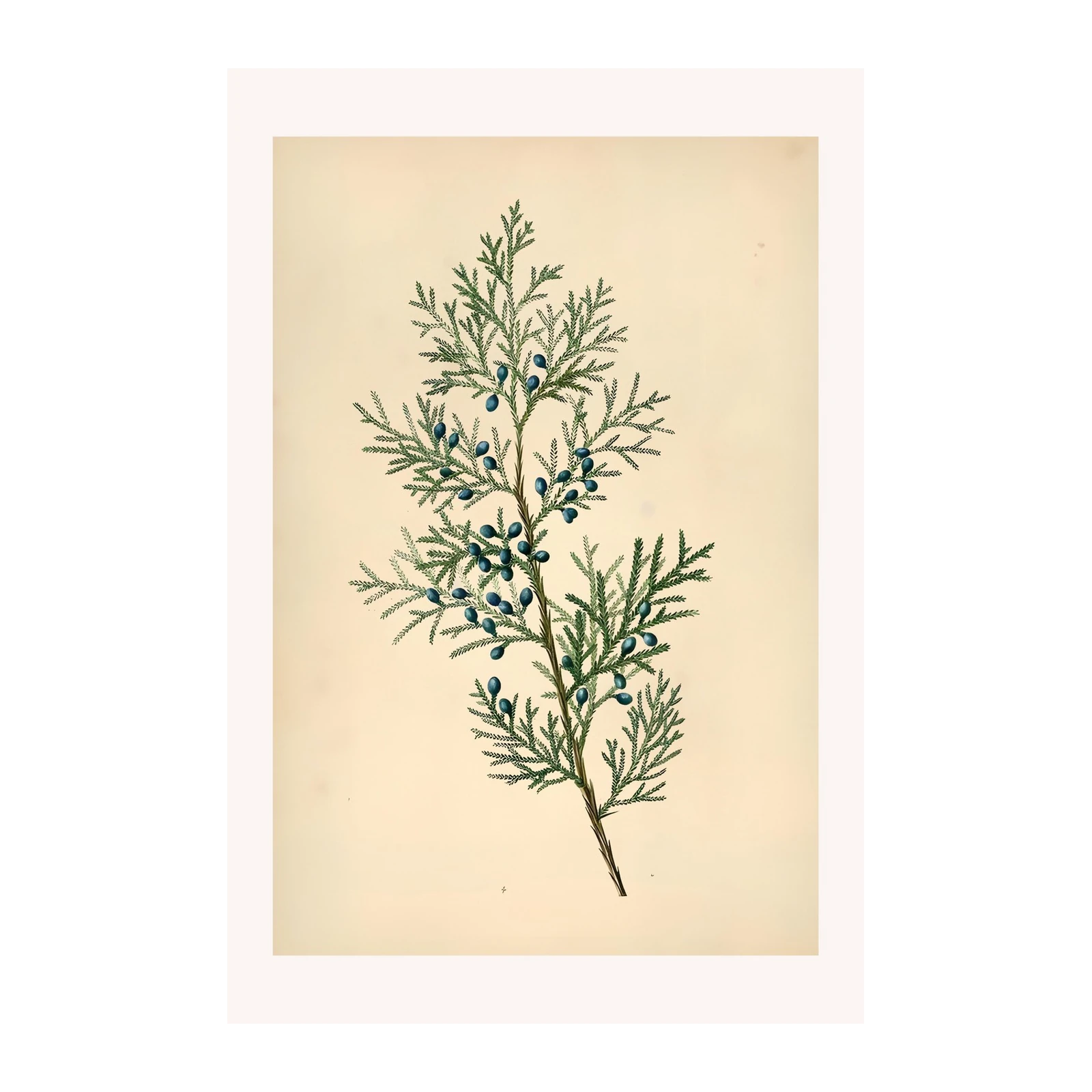 Vintage Juniper Berry Botanical Art Wall Art