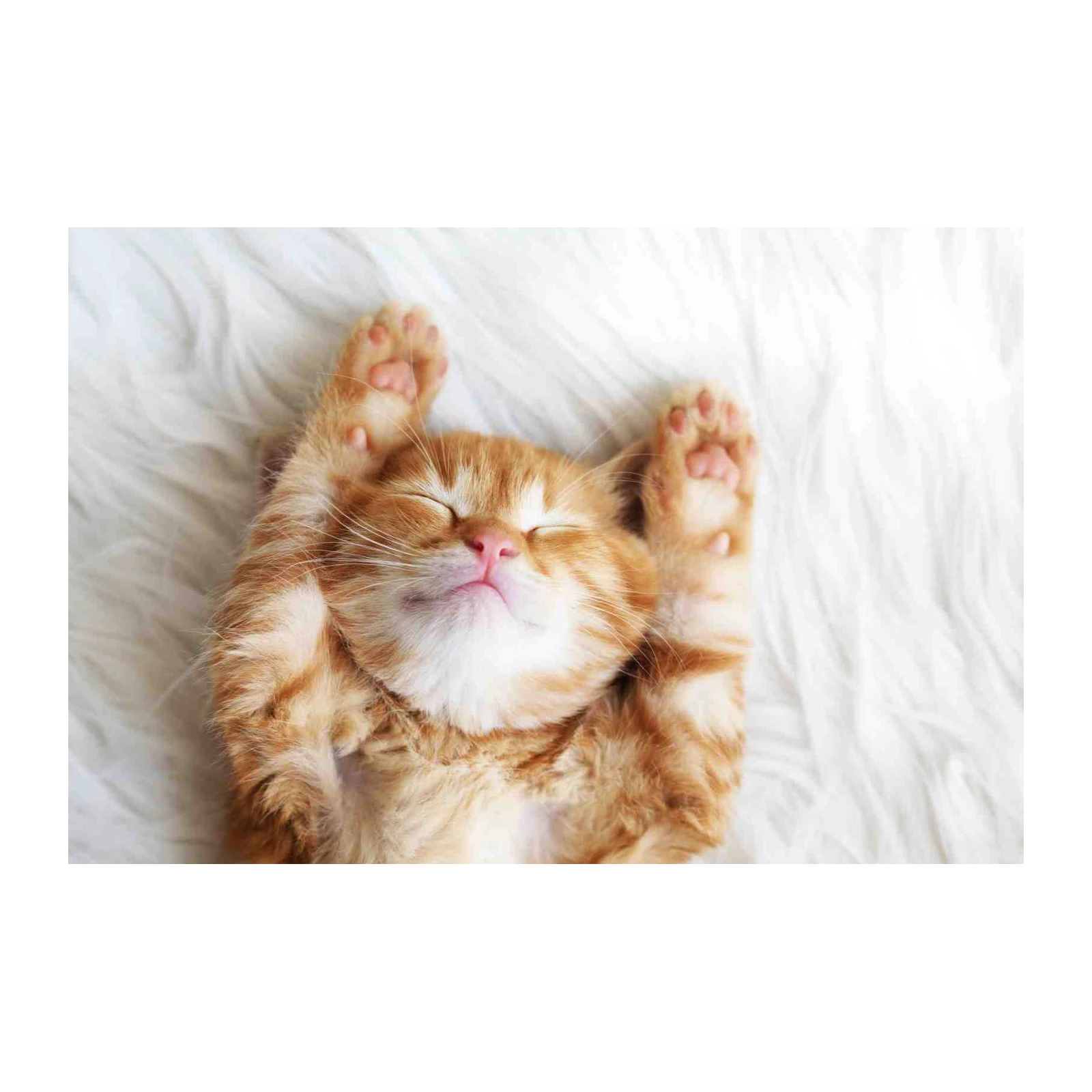 Adorable Sleeping Orange Cat Wall Art for Cozy Homes