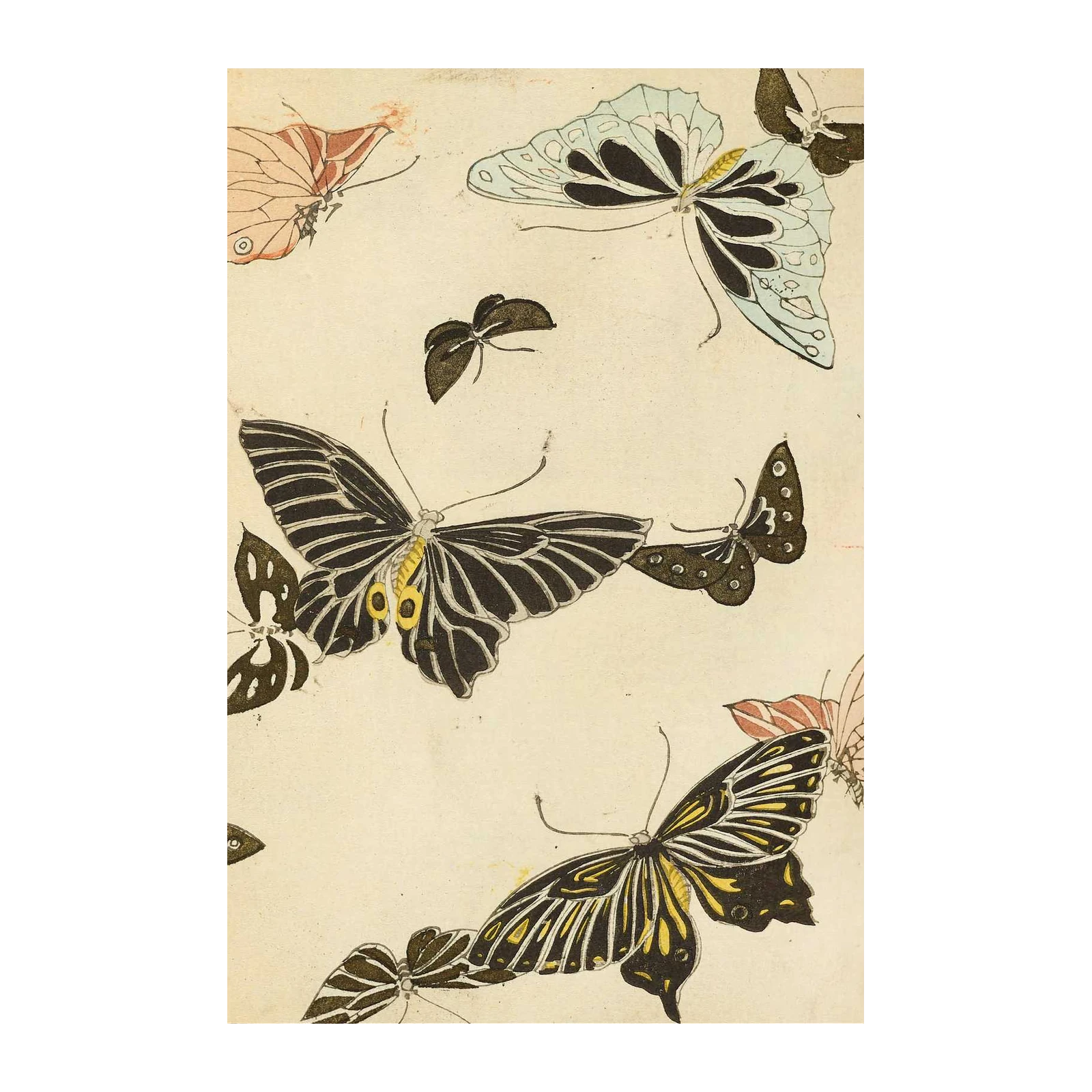 Vintage Butterfly Collection Wall Art