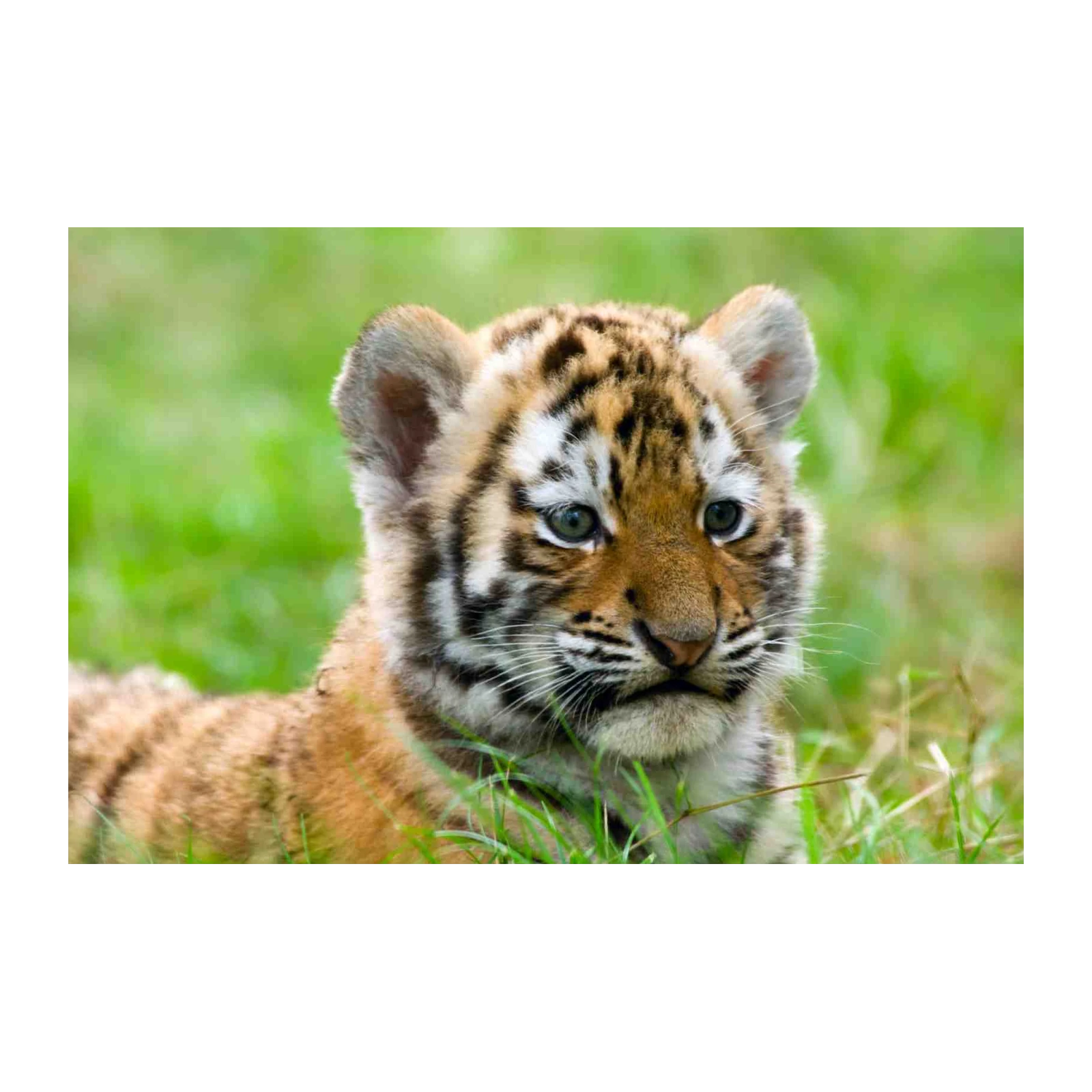 Adorable Tiger Cub Grass Wall Art