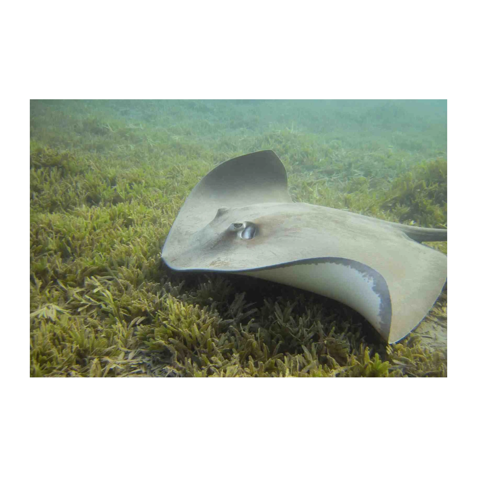 Majestic Stingray Ocean Wall Art