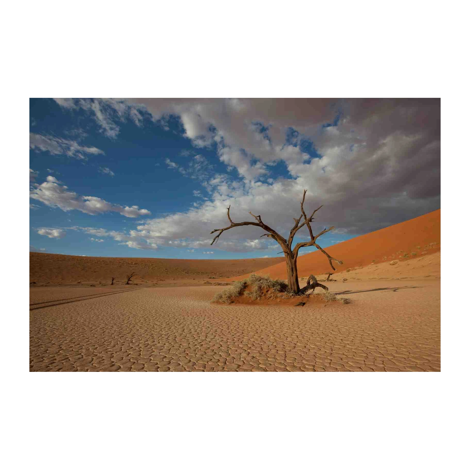 Desolate Desert Tree Wall Art - Namibian Landscape