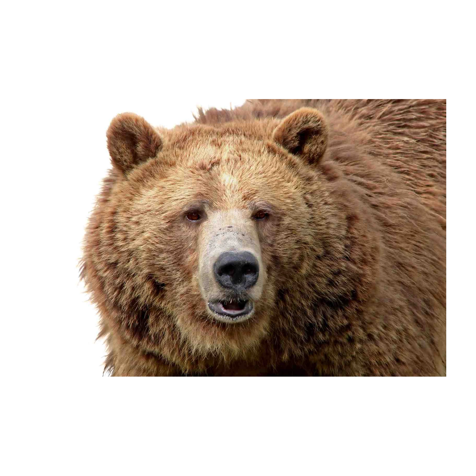 Majestic Grizzly Bear Portrait Wall Art