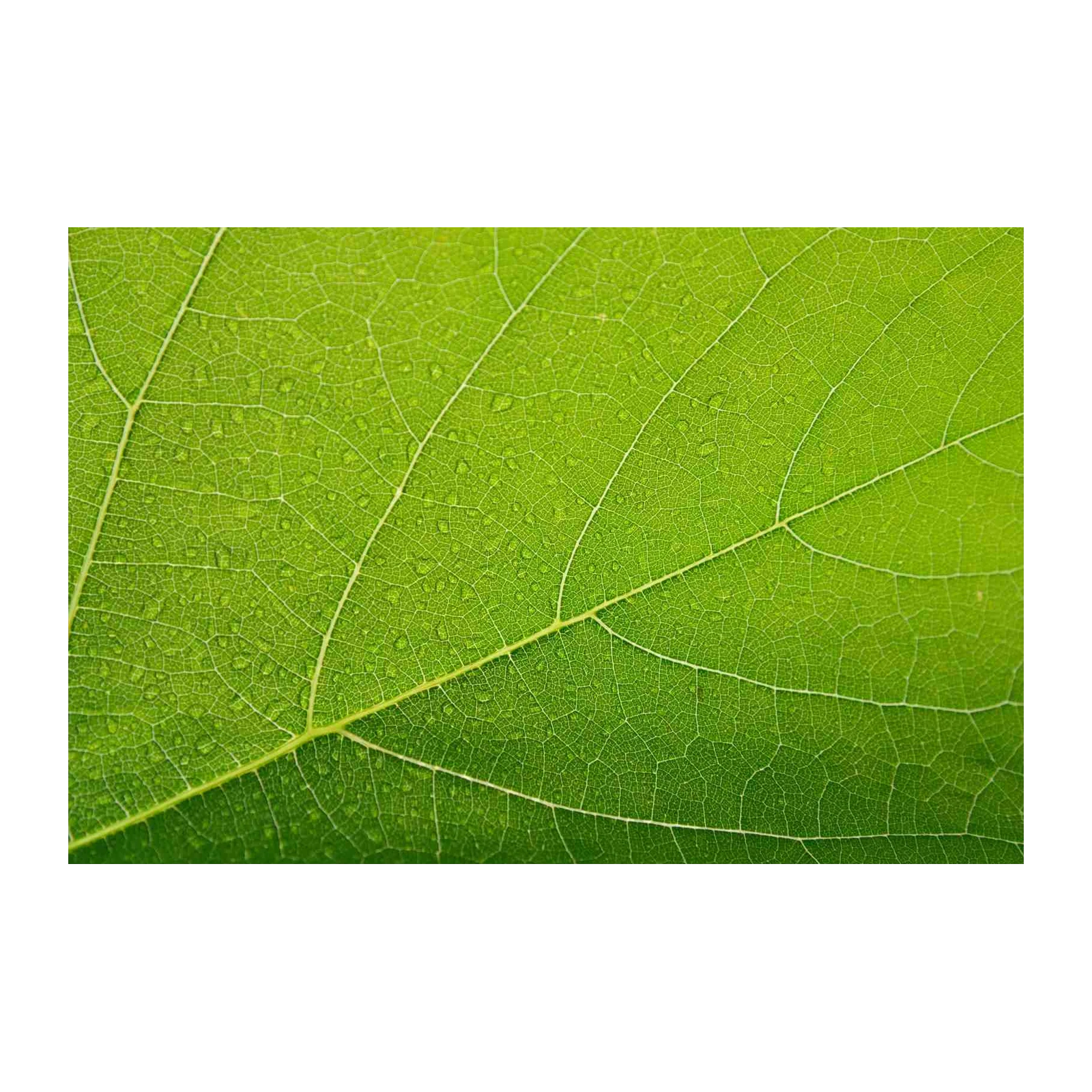 Vibrant Green Leaf Texture Wall Art