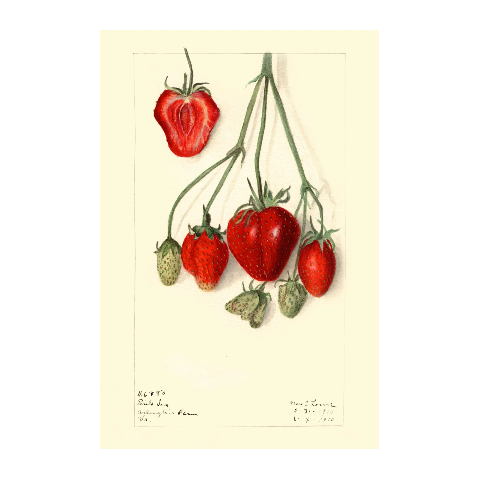 Vintage Strawberry Botanical Art Wall Art
