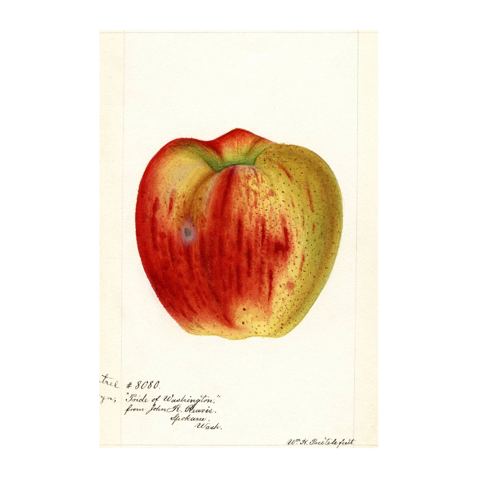 Vintage Apple "Pride of Washington" Wall Art