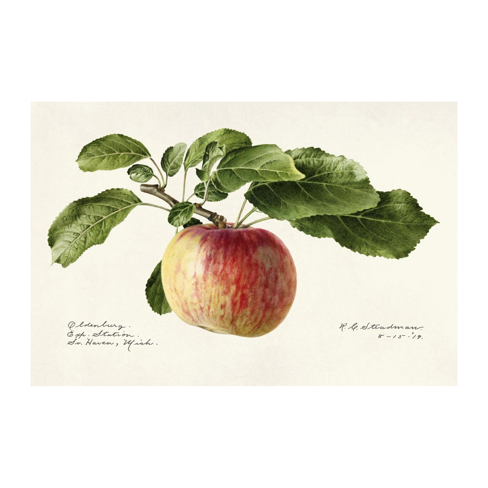 Vintage Apple Botanical Wall Art Wall Art