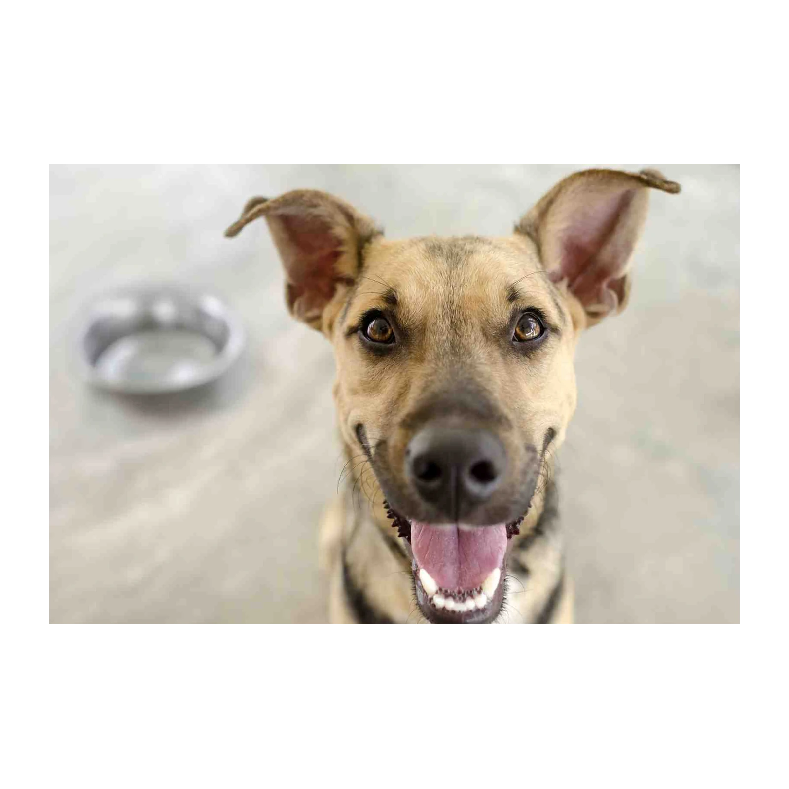 Joyful Dog Portrait Wall Art