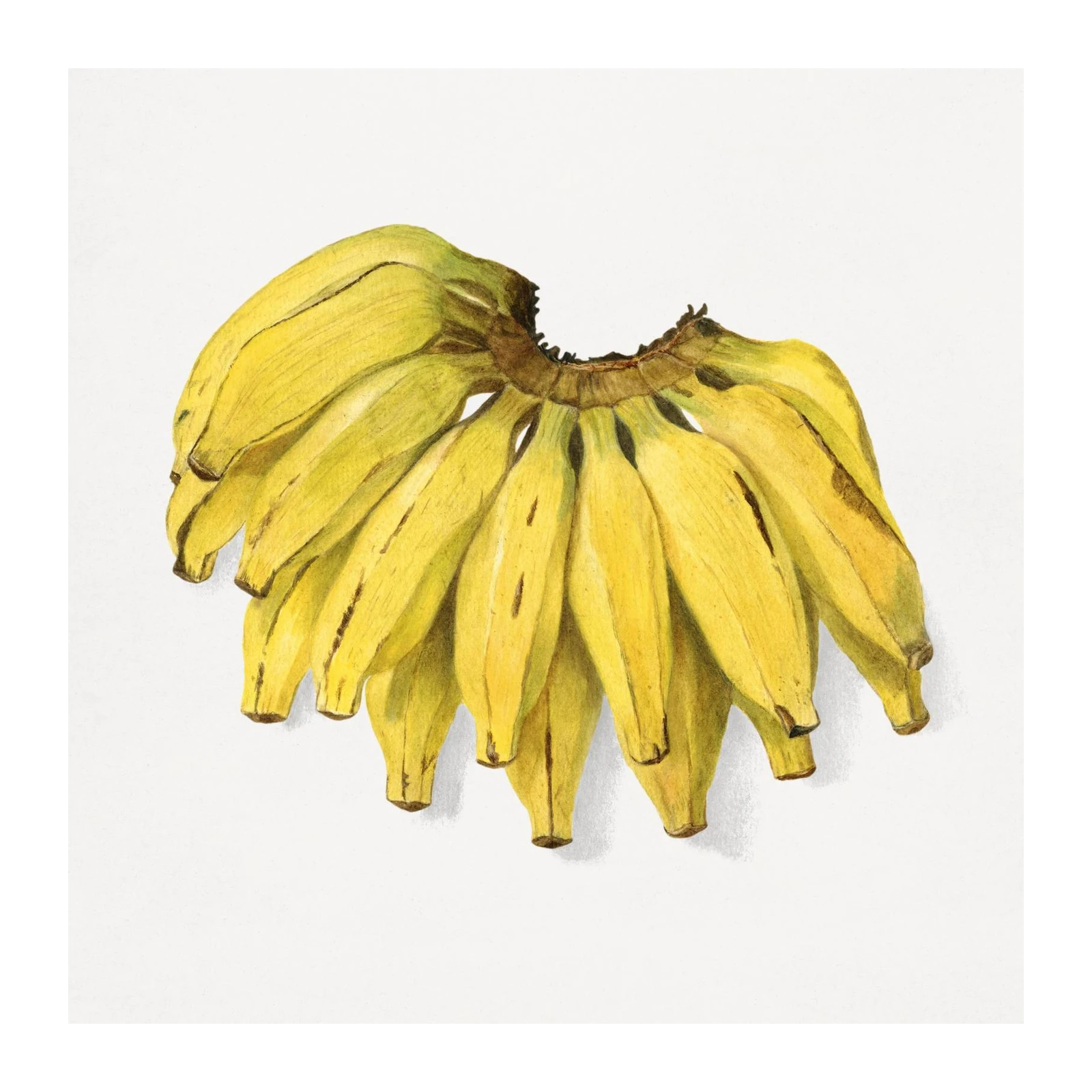 Vibrant Botanical Bunch of Bananas Wall Art